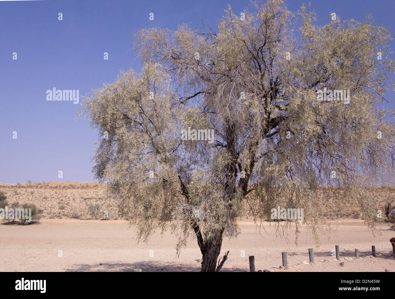 Camel thorn (Acacia erioloba) nel deserto del Kalahari, Sud Africa Foto Stock