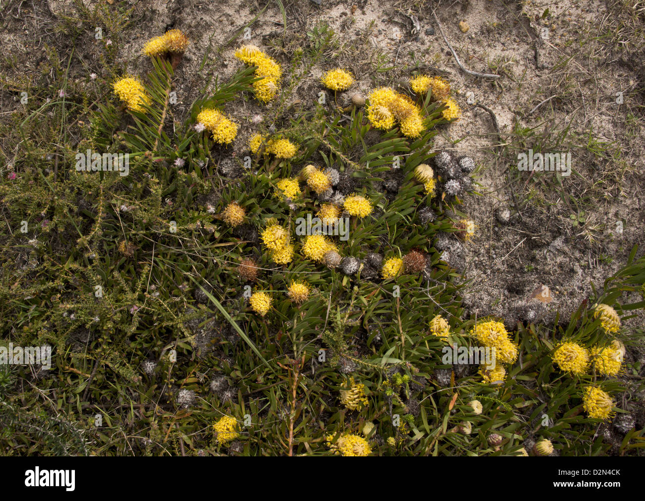 Snake-stelo puntaspilli (Leucospermum hypophyllocarpodendron) in fiore; un raro membro della famiglia Protaea, Sud Africa Foto Stock