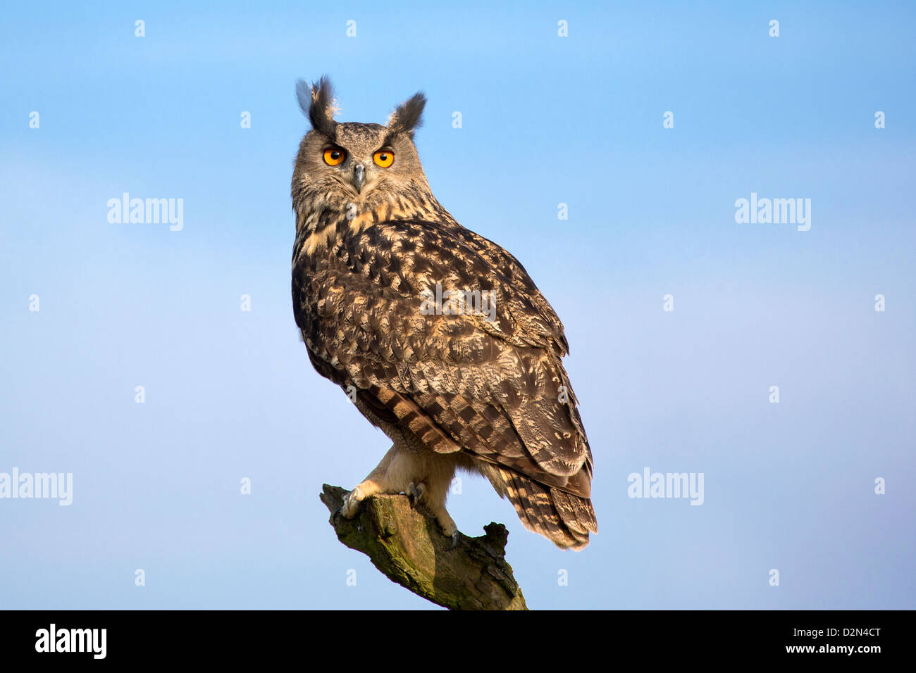 Ritratto di un Europeo Gufo reale Foto Stock