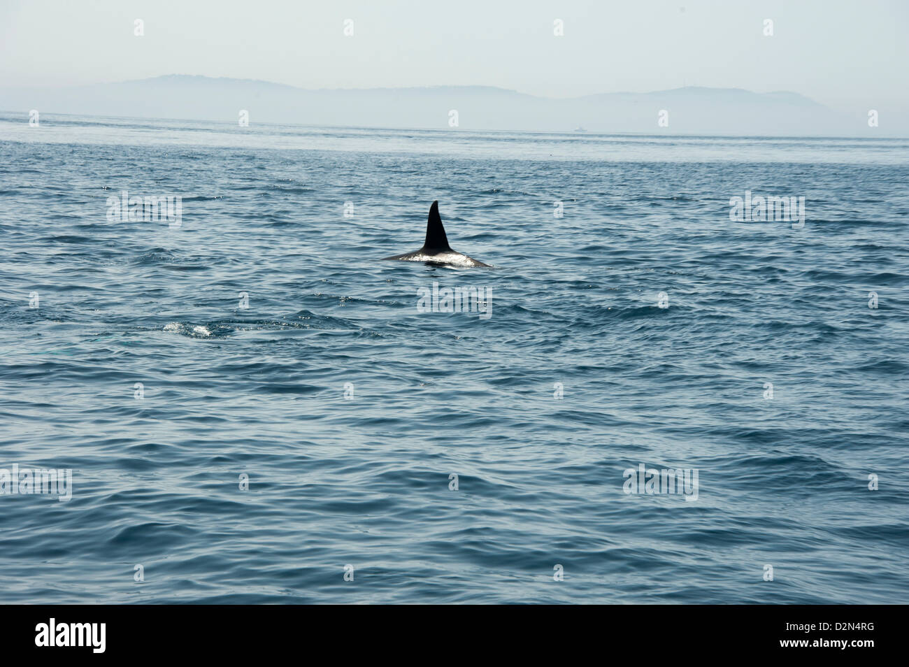 Grande maschio orca nello Stretto di Gibilterra, Europa Foto Stock