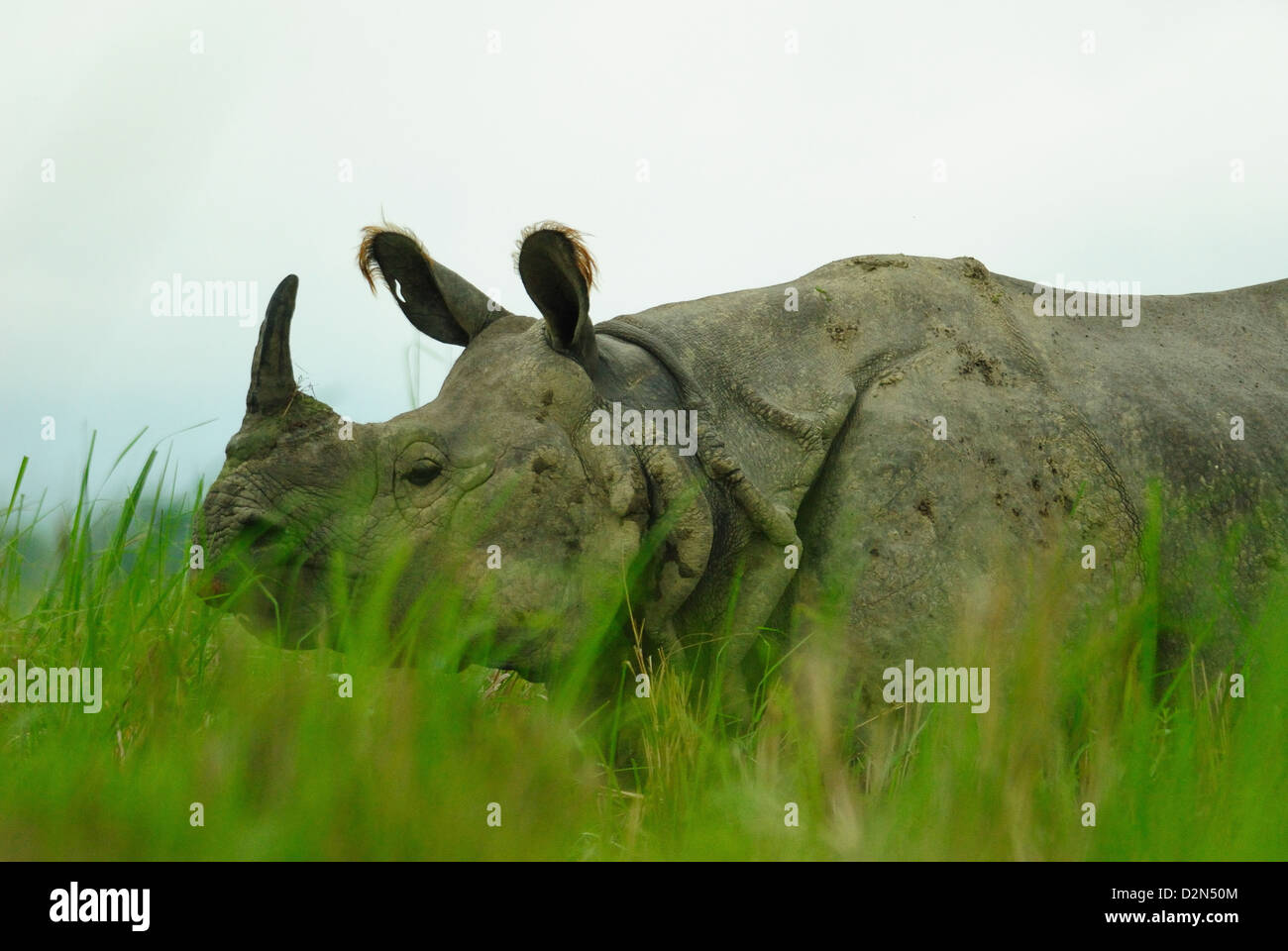 Un corno di rinoceronte nel Parco Nazionale di Kaziranga, Assam, India, Asia Foto Stock