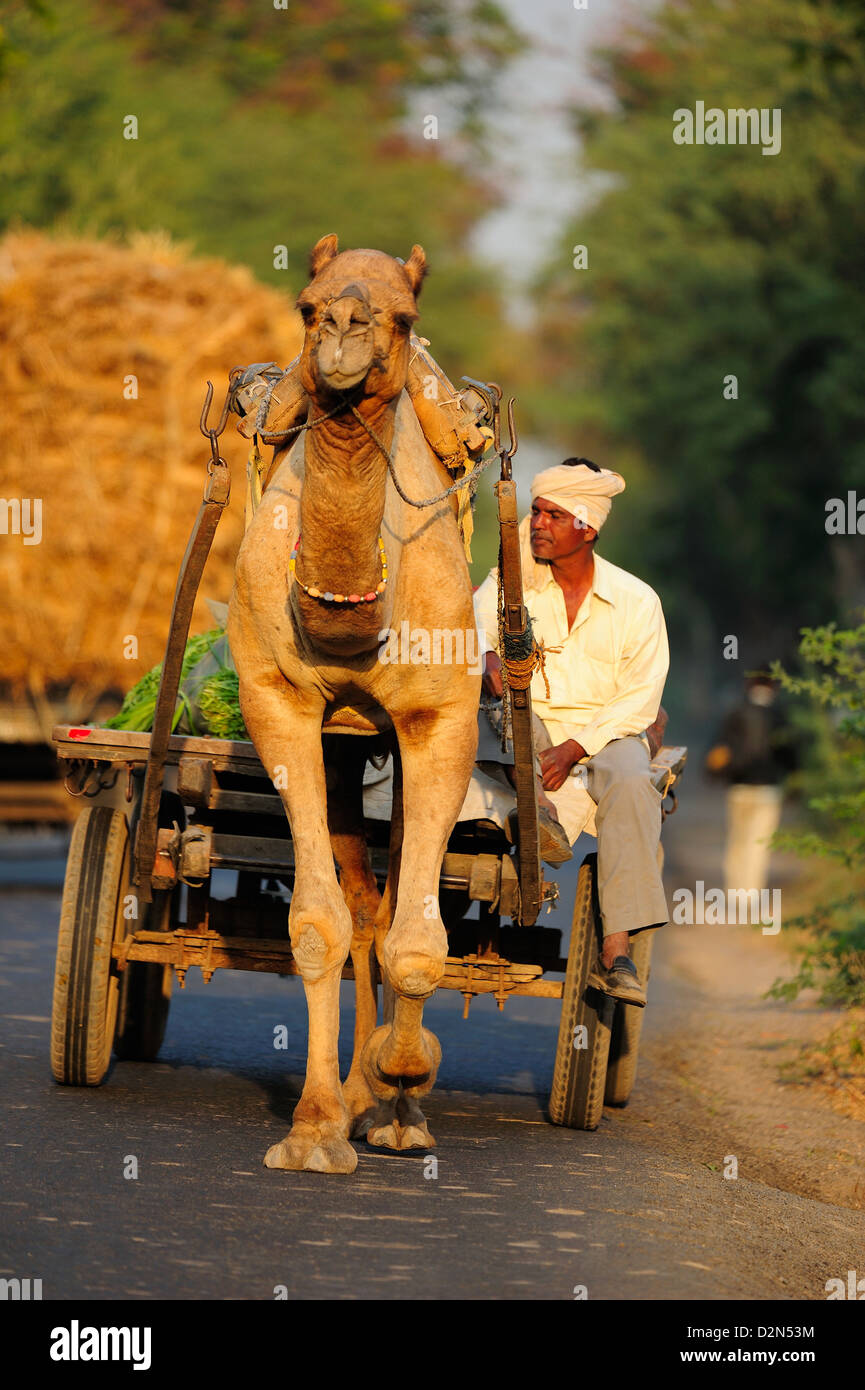 Carrello cammello sulla strada in Gujarat, India, Asia Foto Stock