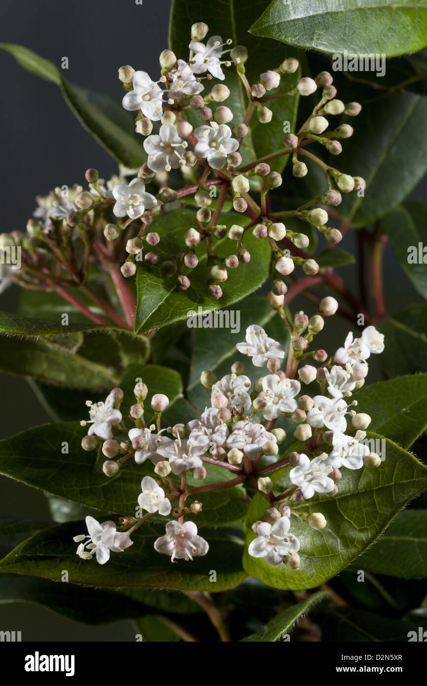 Laurustinus (Viburnum tinus) un sempreverde inverno-fioritura di arbusti in fiore, in un giardino, Dorset, England, Regno Unito Foto Stock