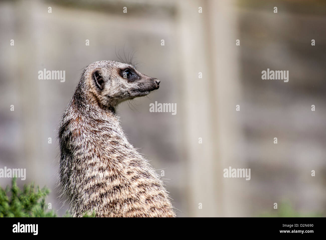 Meerkat permanente per l'attenzione Foto Stock