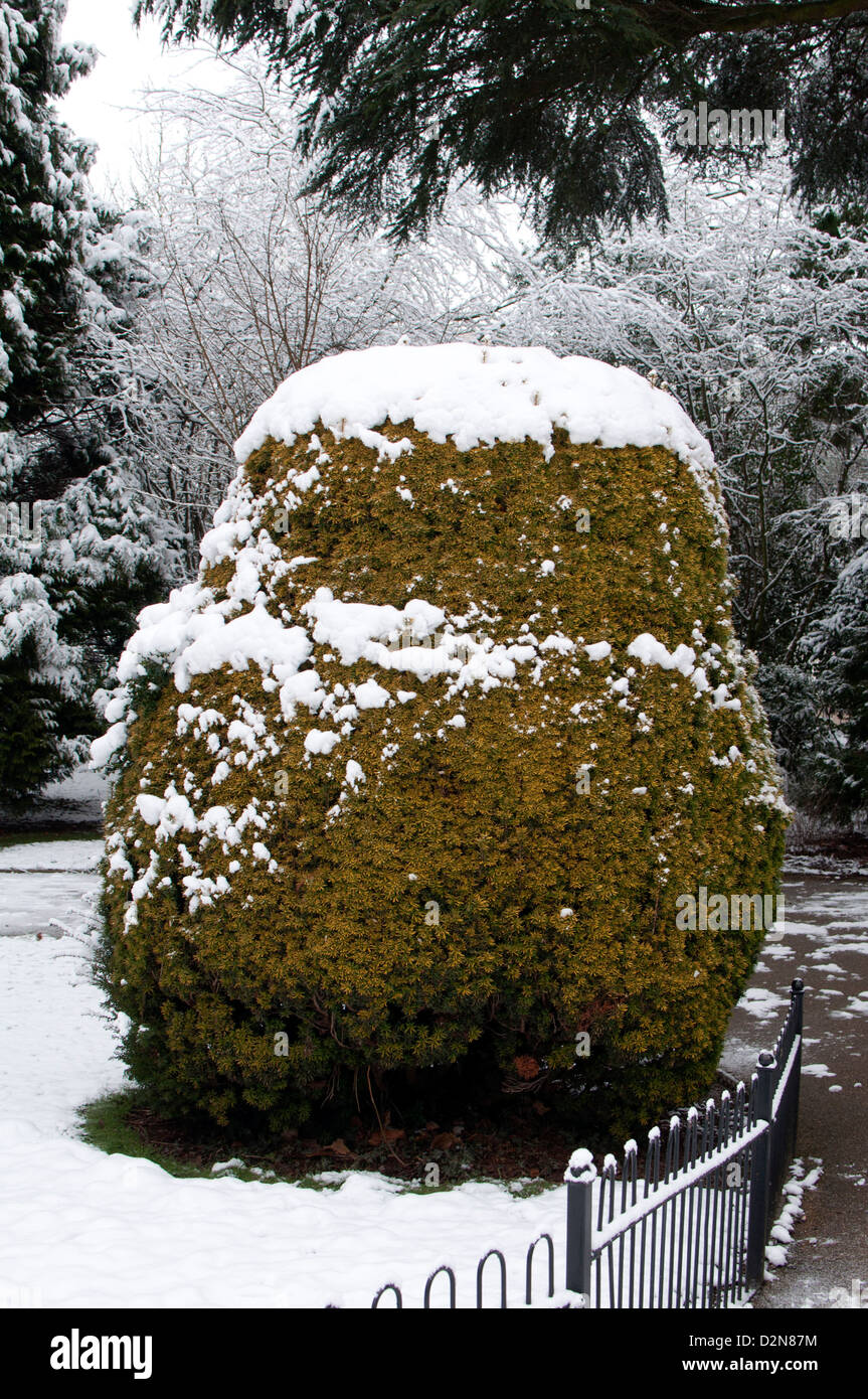 Golden Yew bush in inverno con la neve. Foto Stock