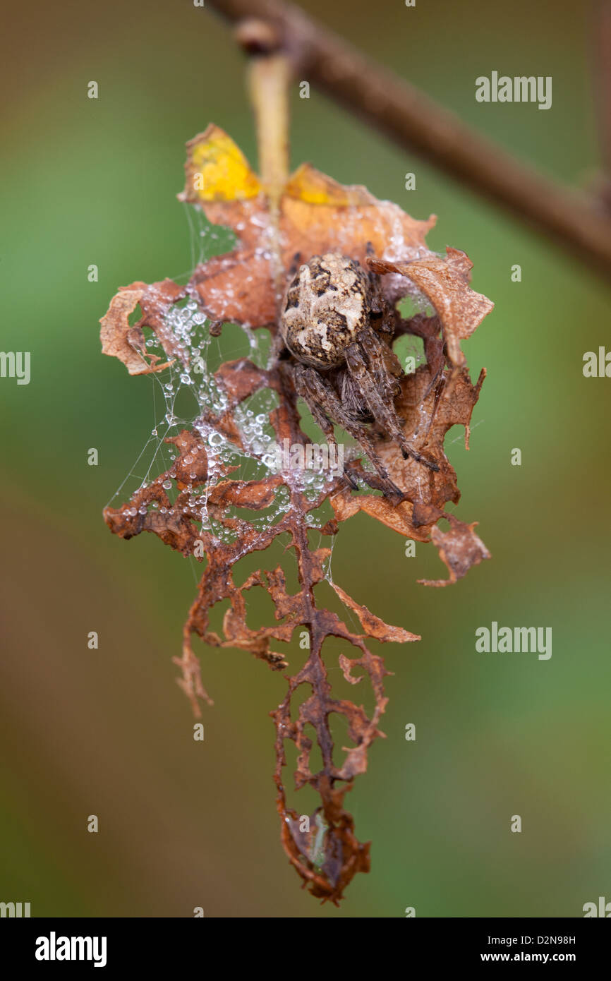 Giardino Spider Araneus diadematus femmina adulta su una foglia morta Foto Stock