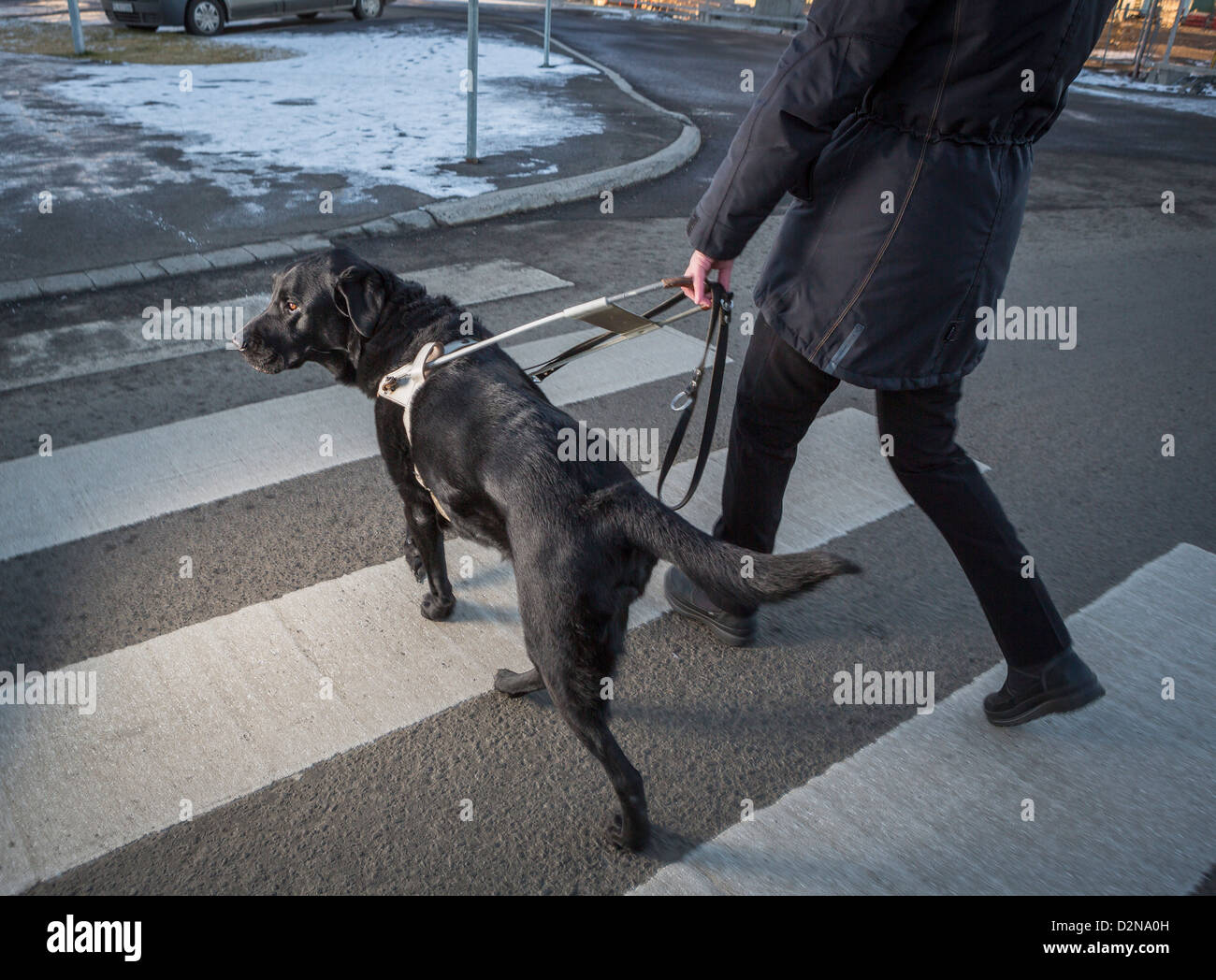 Nero Labrador Retriever che conduce una persona cieca di fronte alla strada.giovane maschio cane guida Foto Stock