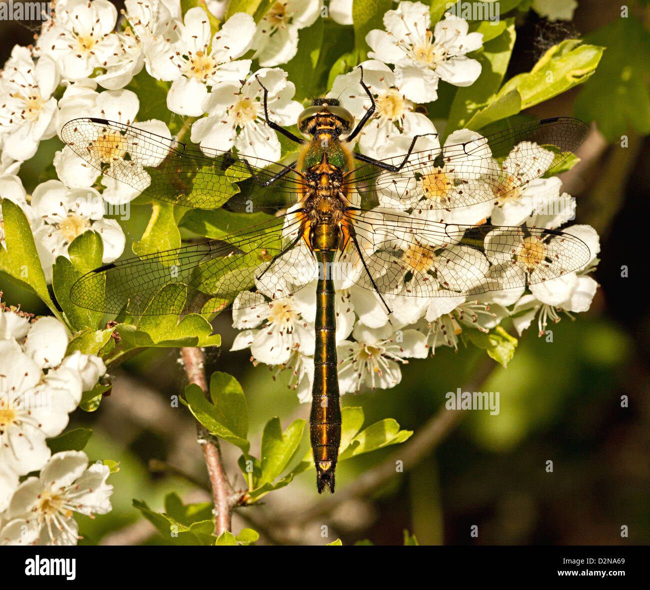 Un adulto roverella libellula Smeraldo si siede su una patch di bianco biancospino blossom nel sole di primavera. Foto Stock