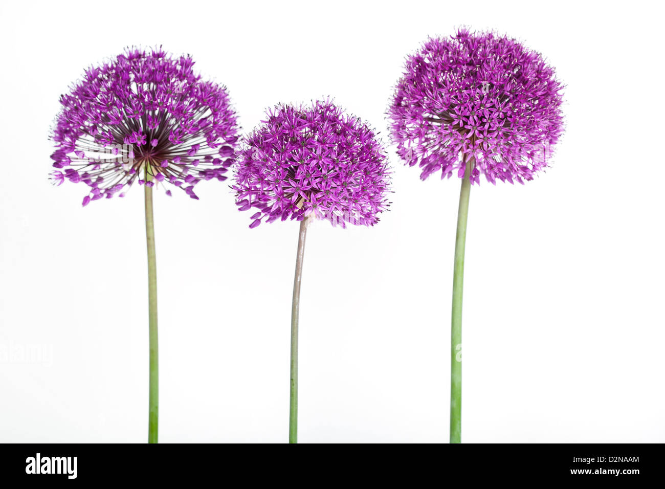 Allium hollandicum "sensazione di Purple' Fiore isolato su sfondo bianco. Foto Stock