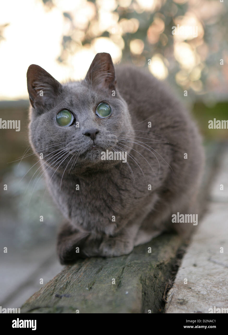 Gatto con cataratta Foto stock - Alamy