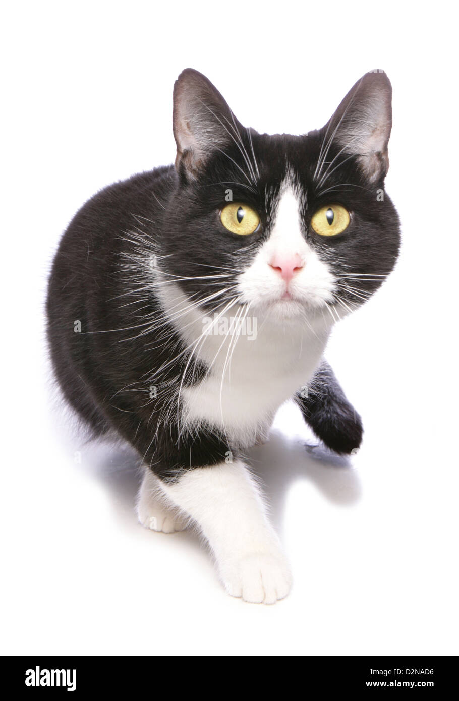 Bianco e nero cat stalking studio ritaglio Foto Stock
