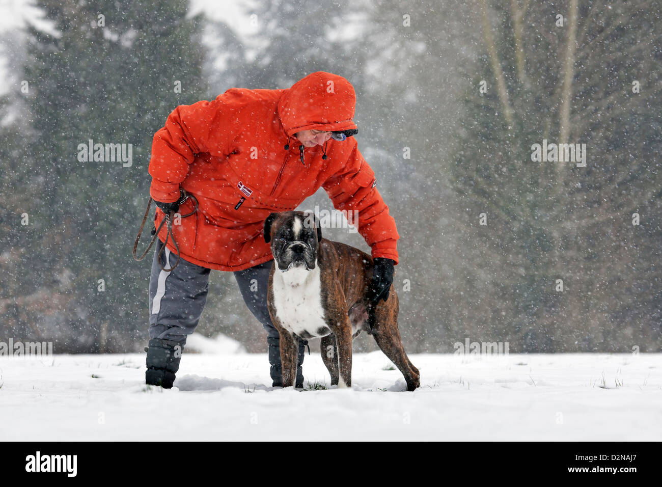 Proprietario di formazione cane boxer nella neve nella foresta durante la caduta di neve in inverno Foto Stock