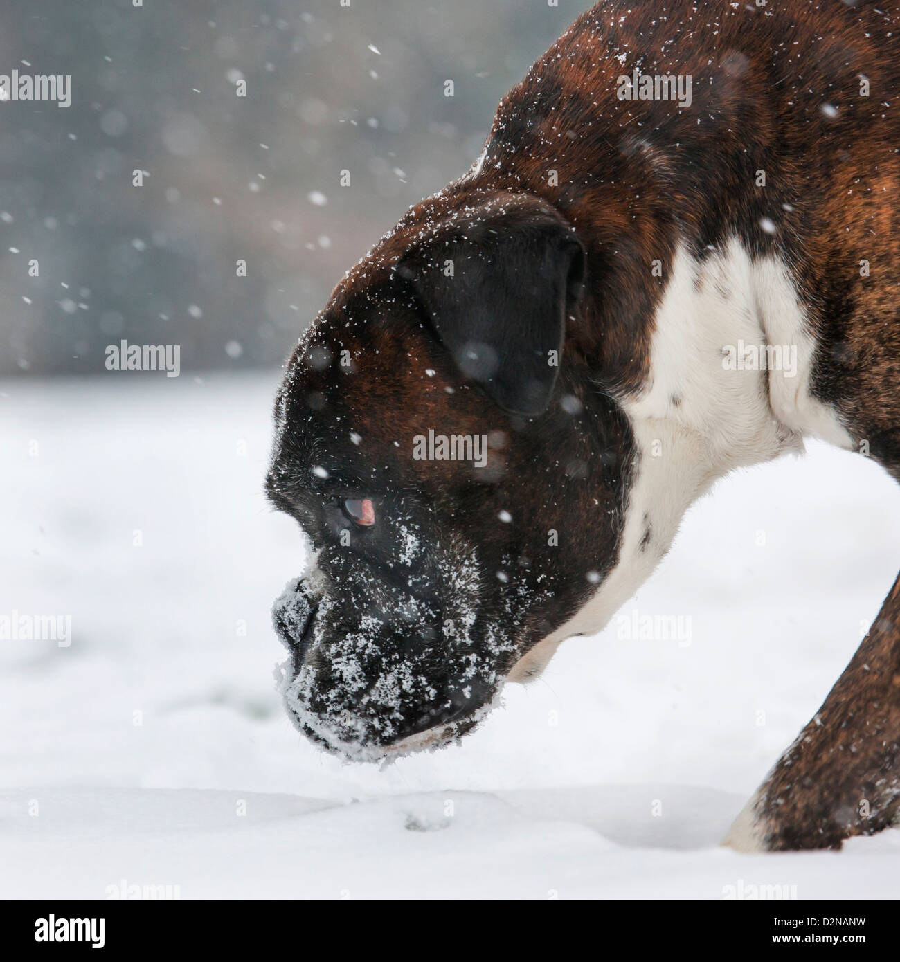 Close up dei boxer cane nella neve durante la caduta di neve in inverno Foto Stock