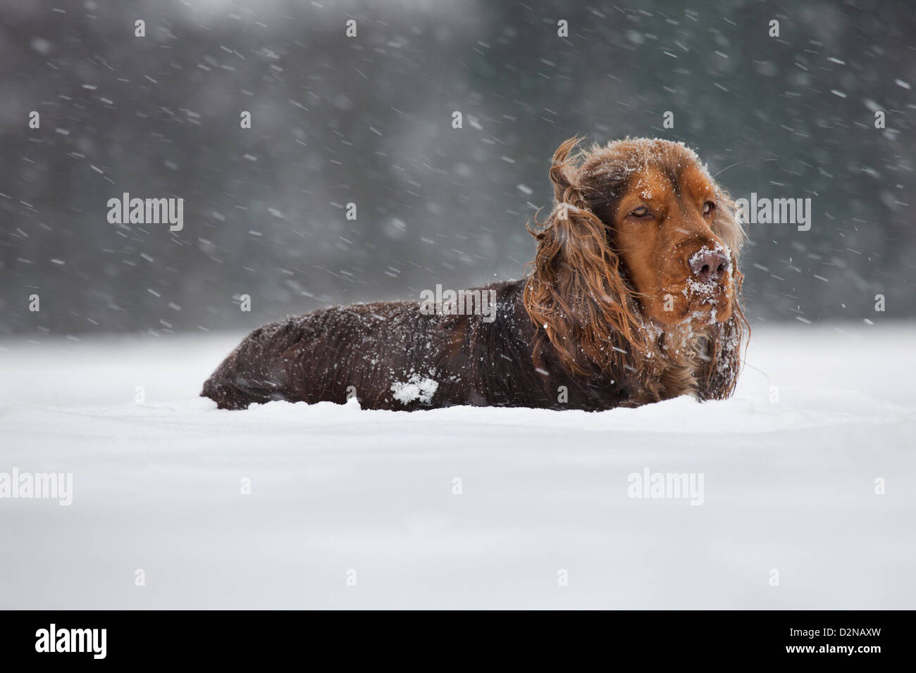 English Cocker Spaniel cane nella neve durante la caduta di neve in inverno Foto Stock