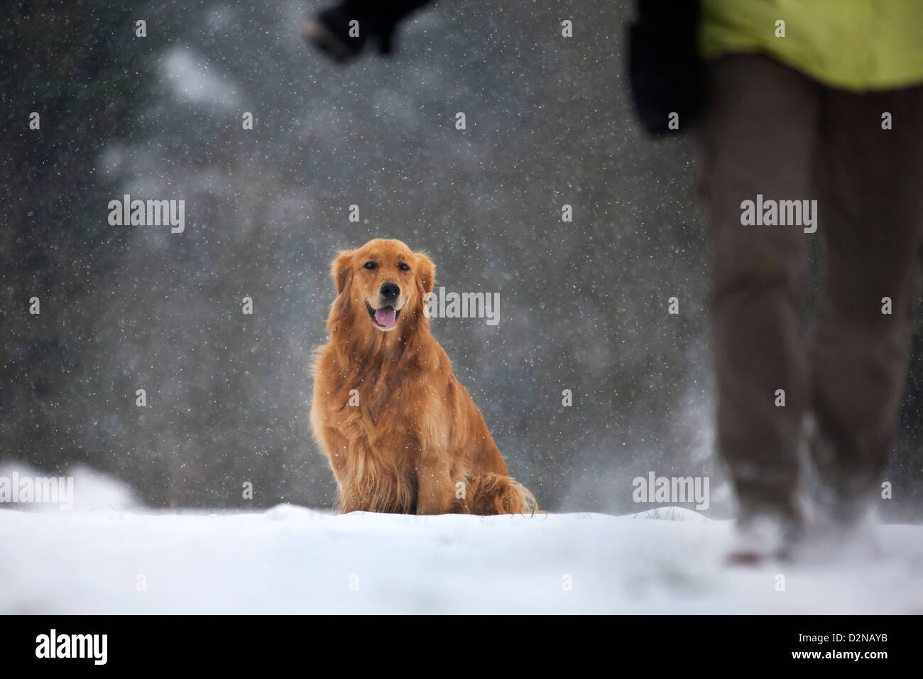 Il golden retriever cane nella neve nella foresta durante la caduta di neve in inverno Foto Stock