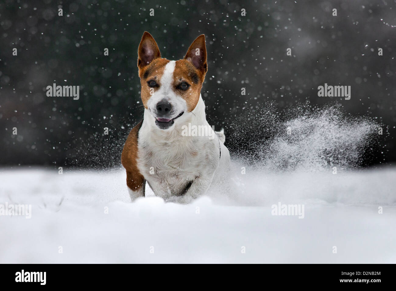 Jack Russell Terrier cane nella neve durante la caduta di neve in inverno Foto Stock