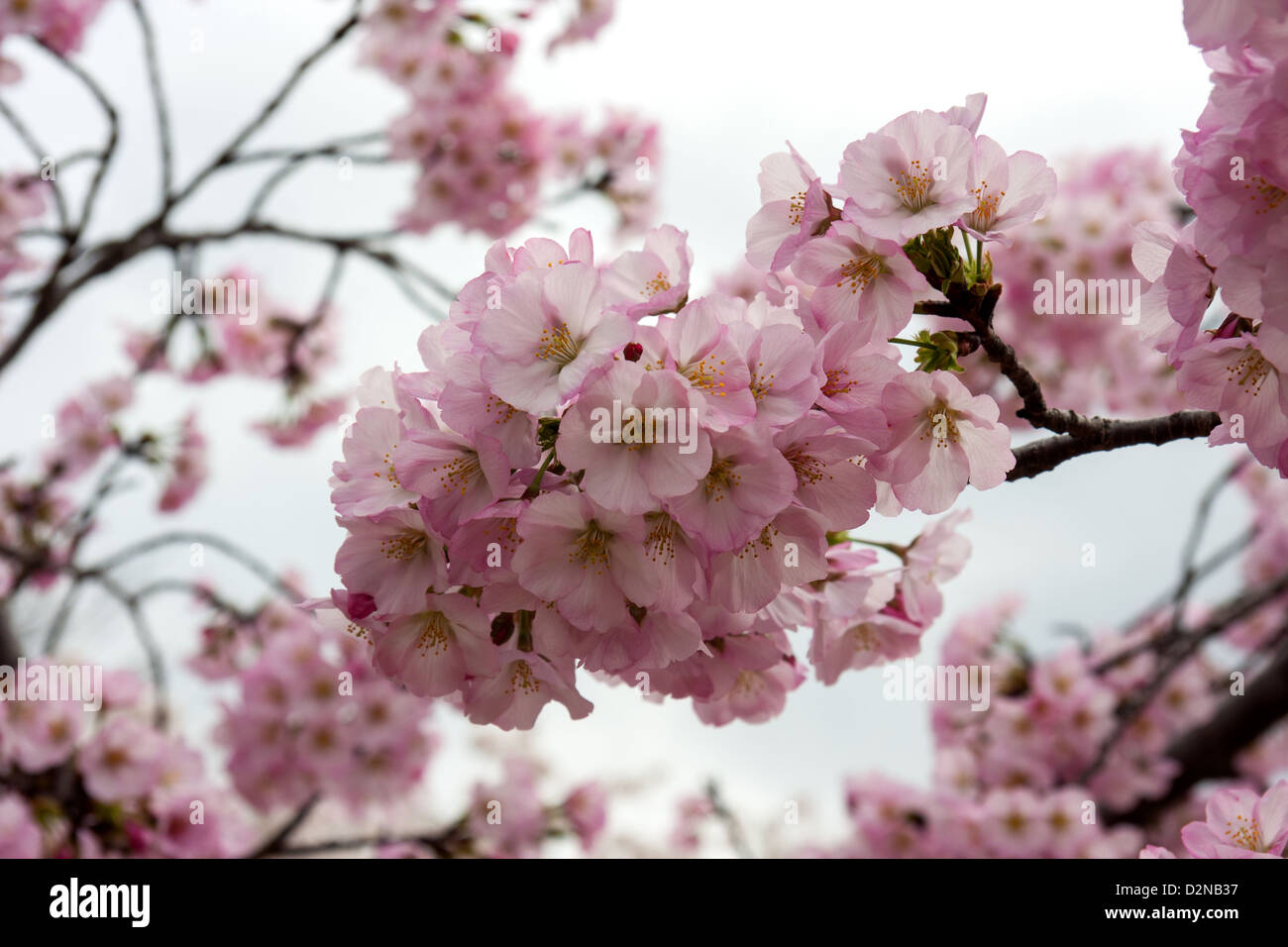 Rosa fiori di ciliegio contro Bianco cielo nuvoloso Foto Stock