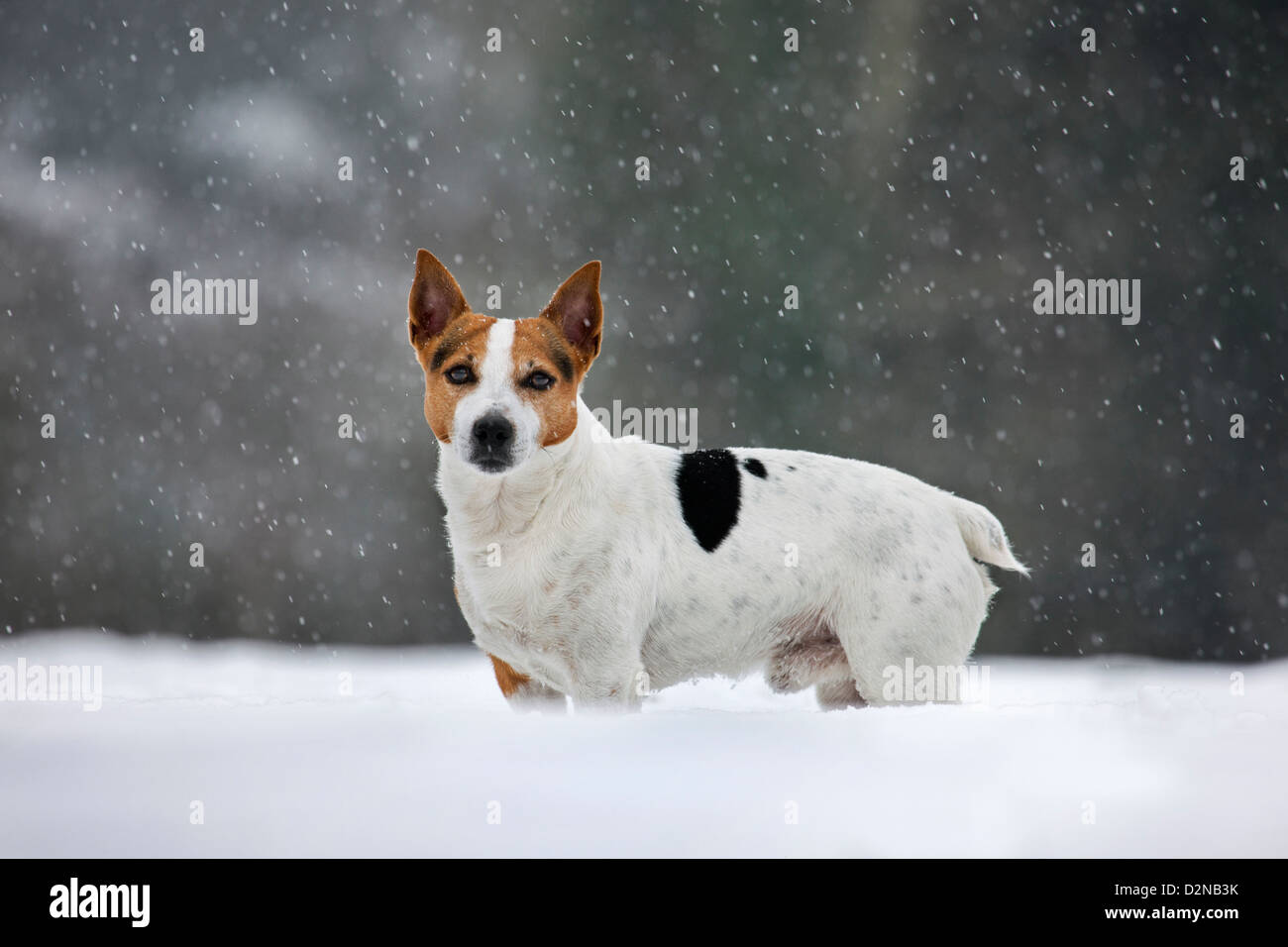 Jack Russell Terrier cane nella neve durante la caduta di neve in inverno Foto Stock