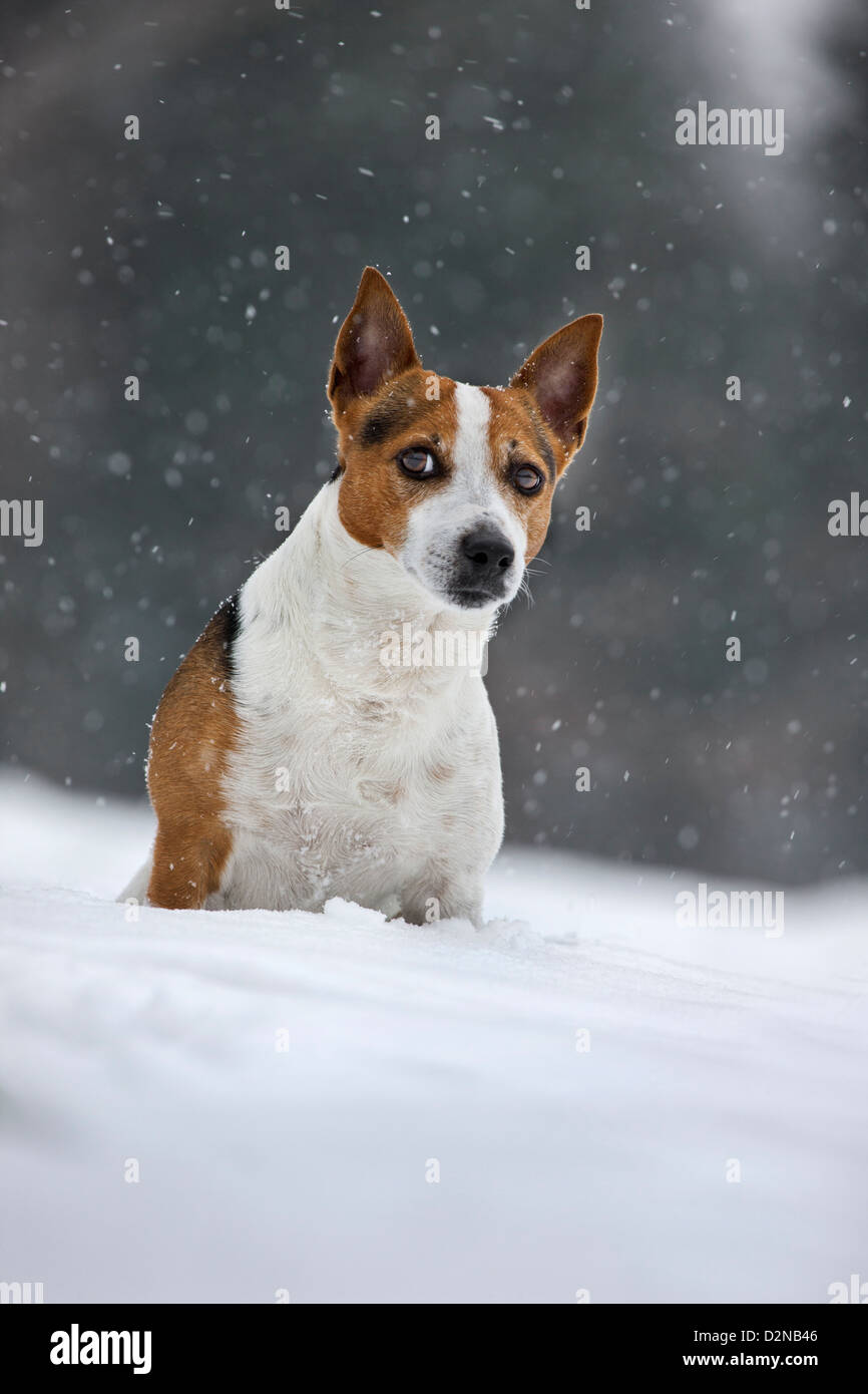 Jack Russell Terrier cane nella neve durante la caduta di neve in inverno Foto Stock