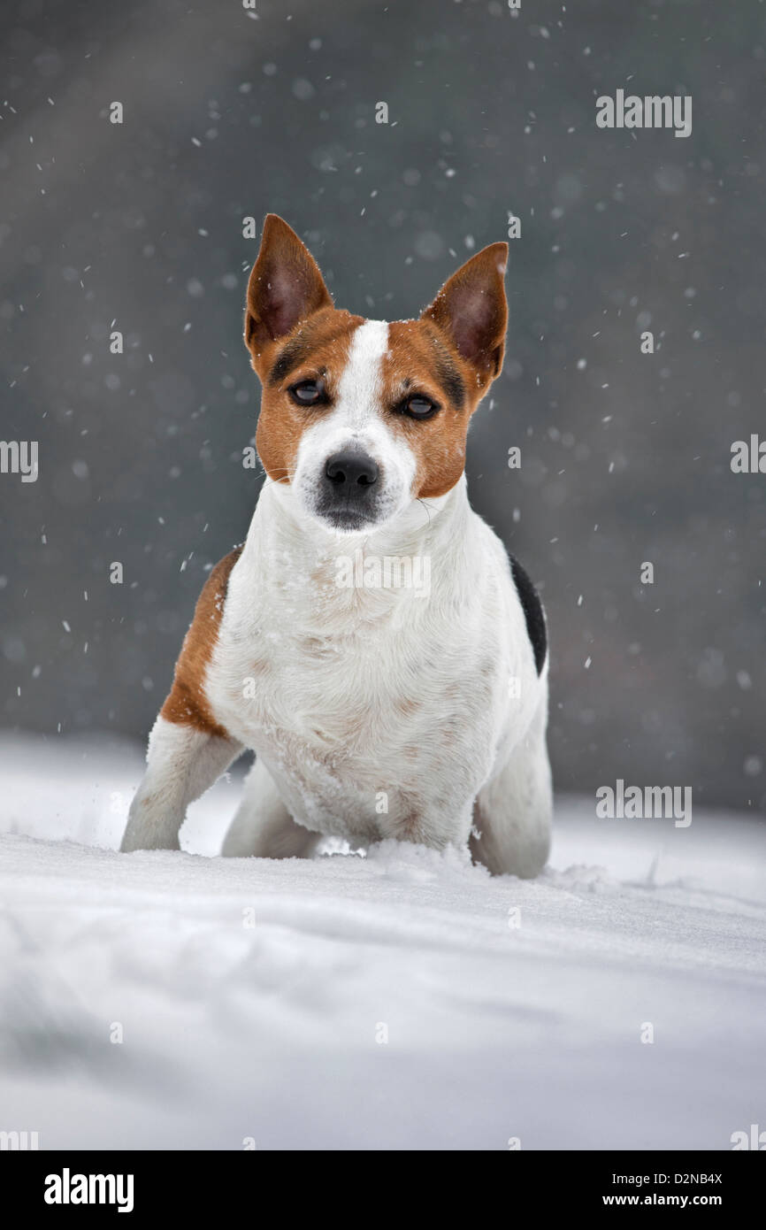 Jack Russell Terrier cane nella neve durante la caduta di neve in inverno Foto Stock
