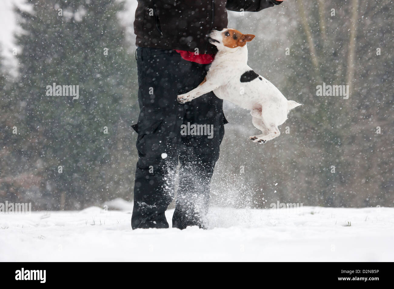Jack Russell Terrier cane salto contro il proprietario nella neve durante la caduta di neve in inverno Foto Stock