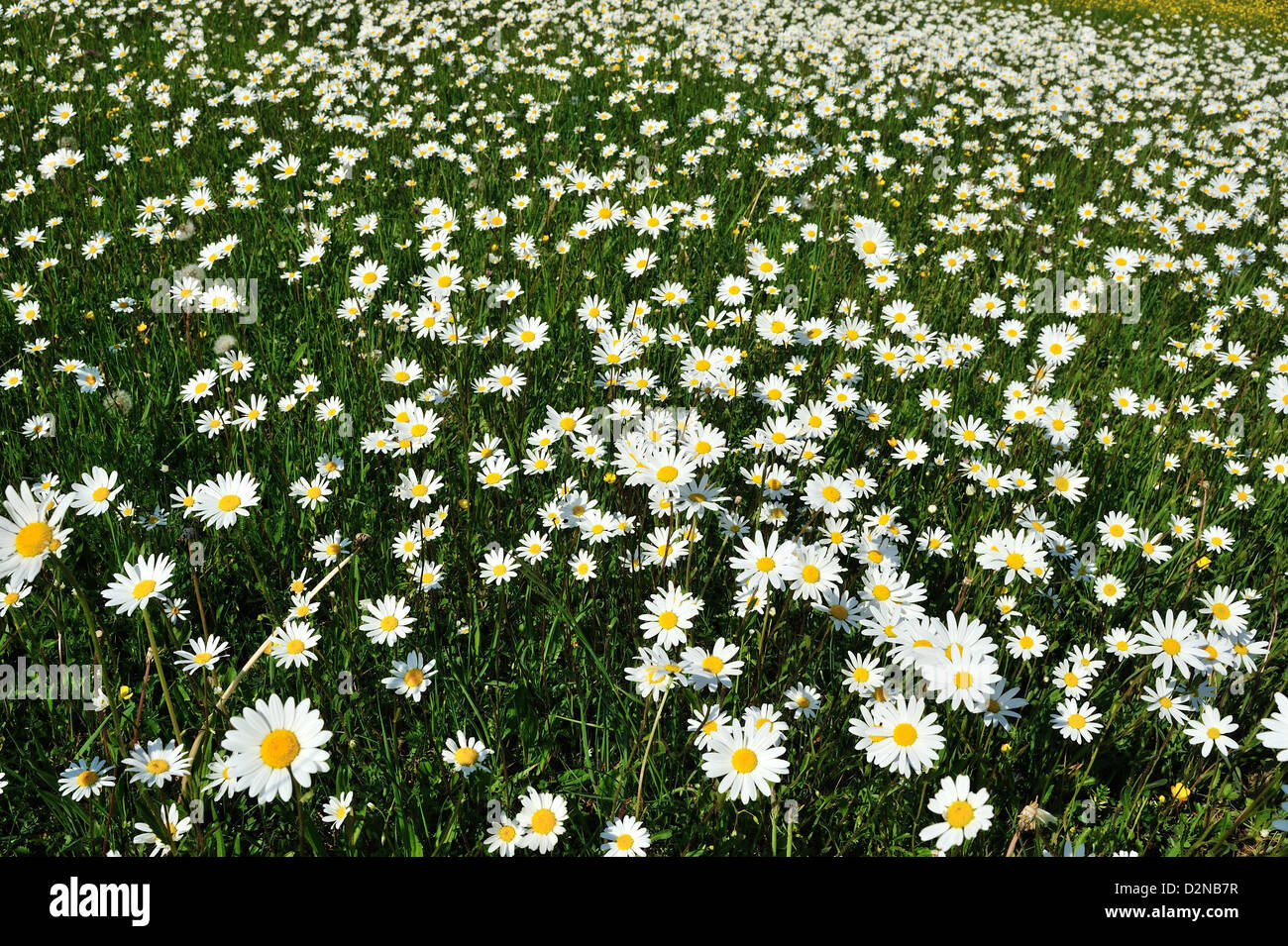 Margeriten (Leucanthemum vulgare) Blumenwiese im Sommer • Ries, Bayern, Deutschland Foto Stock