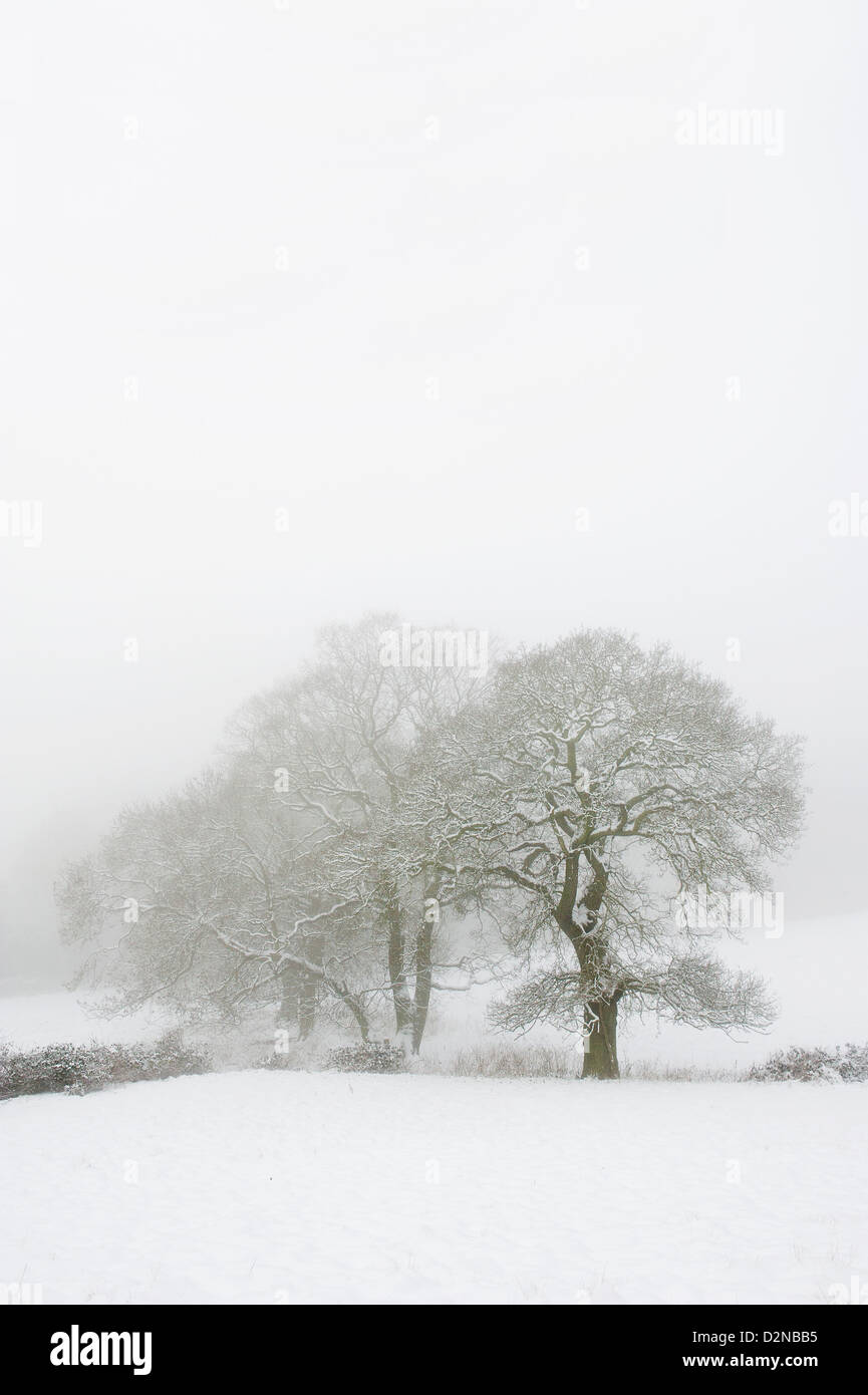 Il congelamento della nebbia e neve in Essex Foto Stock