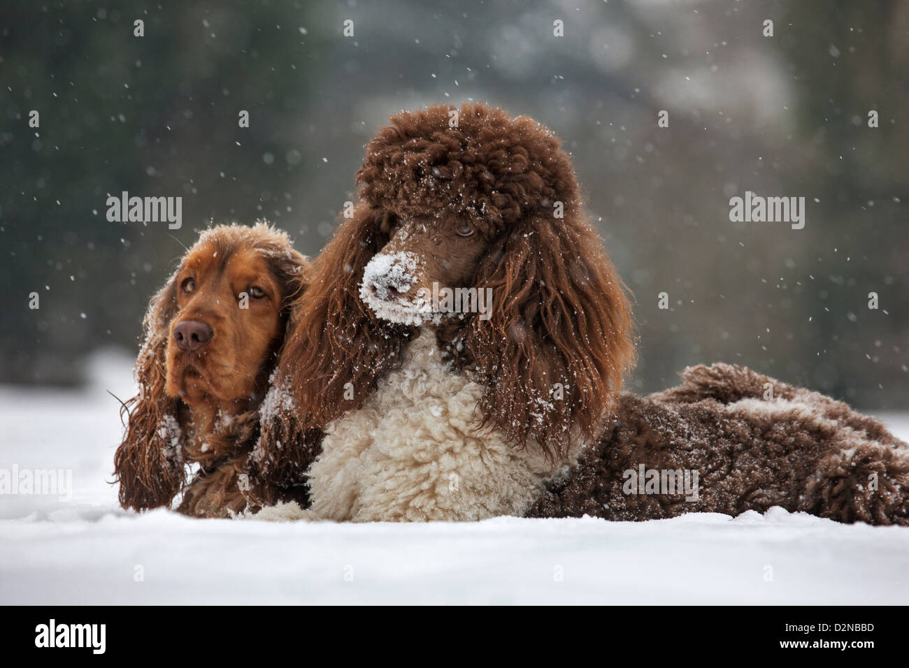 English Cocker Spaniel e cane barboncino standard nella neve durante la caduta di neve in inverno Foto Stock