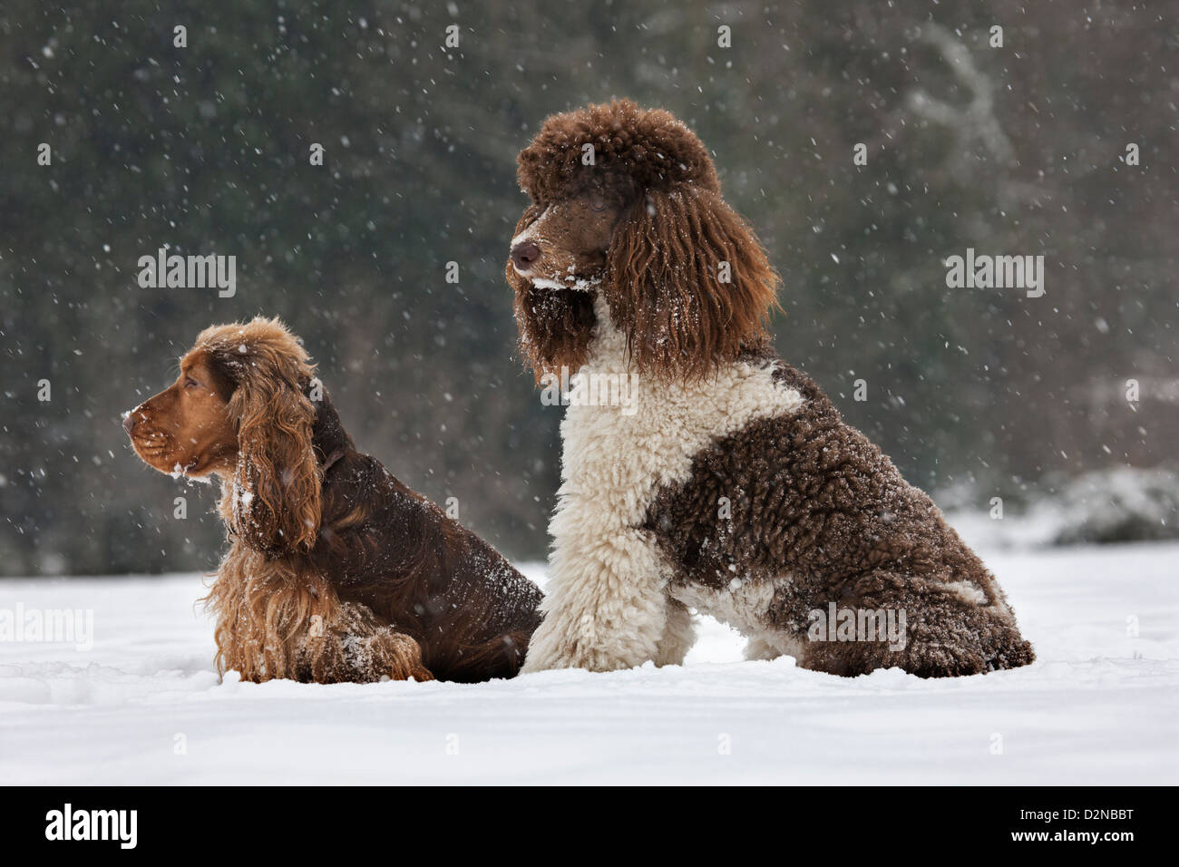 English Cocker Spaniel e cane barboncino standard nella neve durante la caduta di neve in inverno Foto Stock