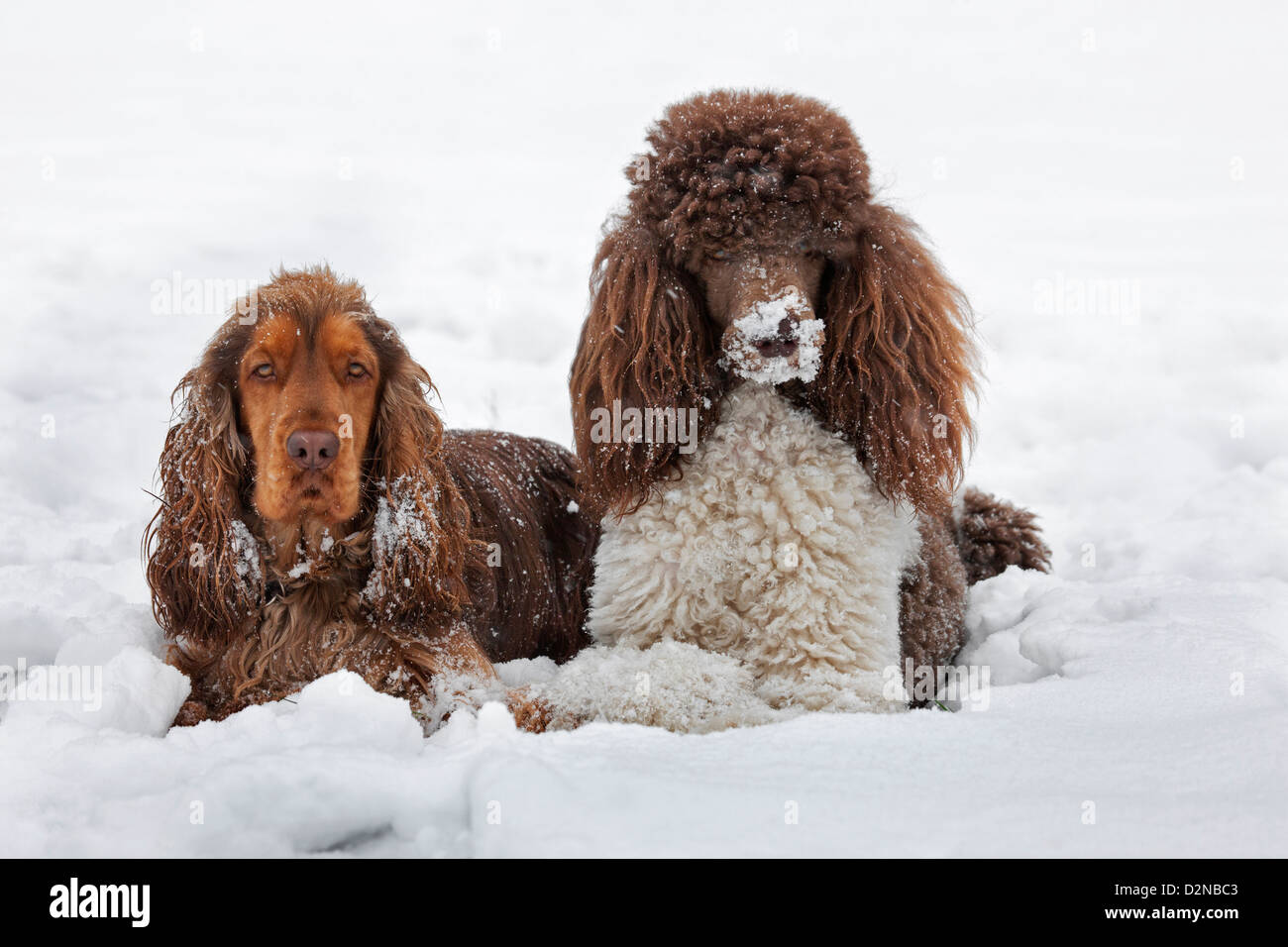 English Cocker Spaniel e cane barboncino standard nella neve durante la caduta di neve in inverno Foto Stock