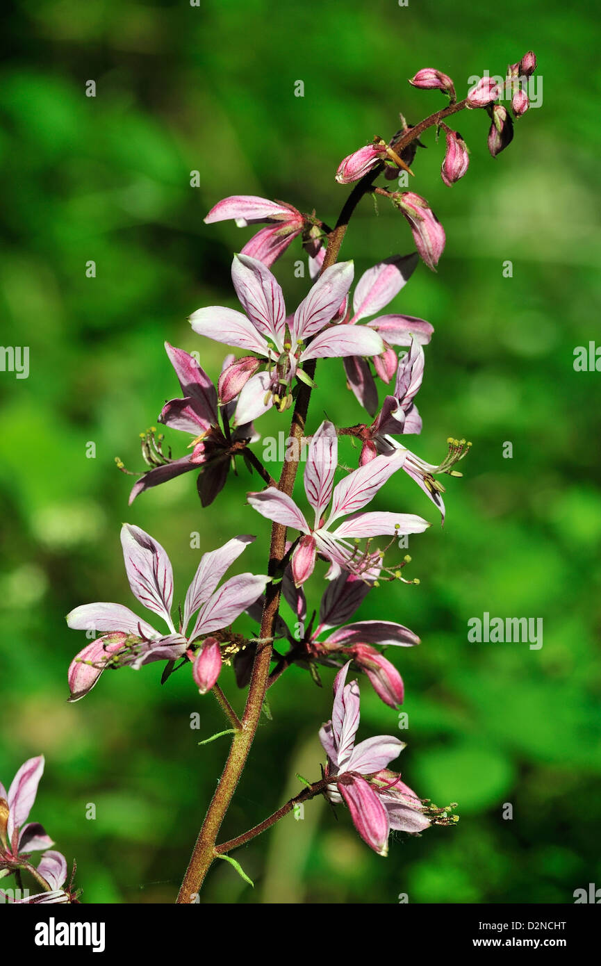 Diptam (Dictamnus albus) Roveto Ardente • Ries, Bayern, Deutschland Foto Stock