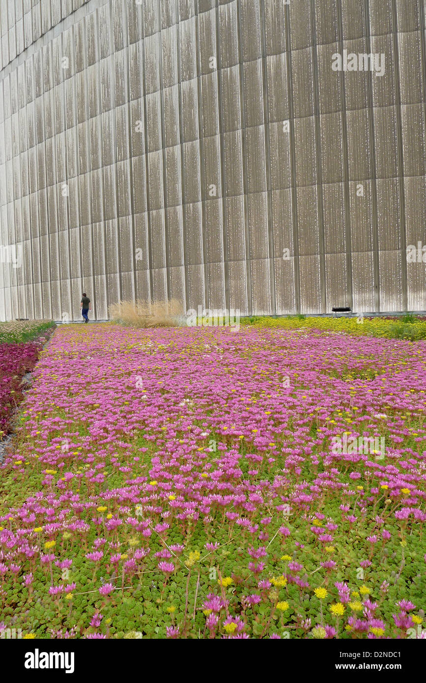 Fiori selvaggi sul verde rood di Toronto city hall Foto Stock