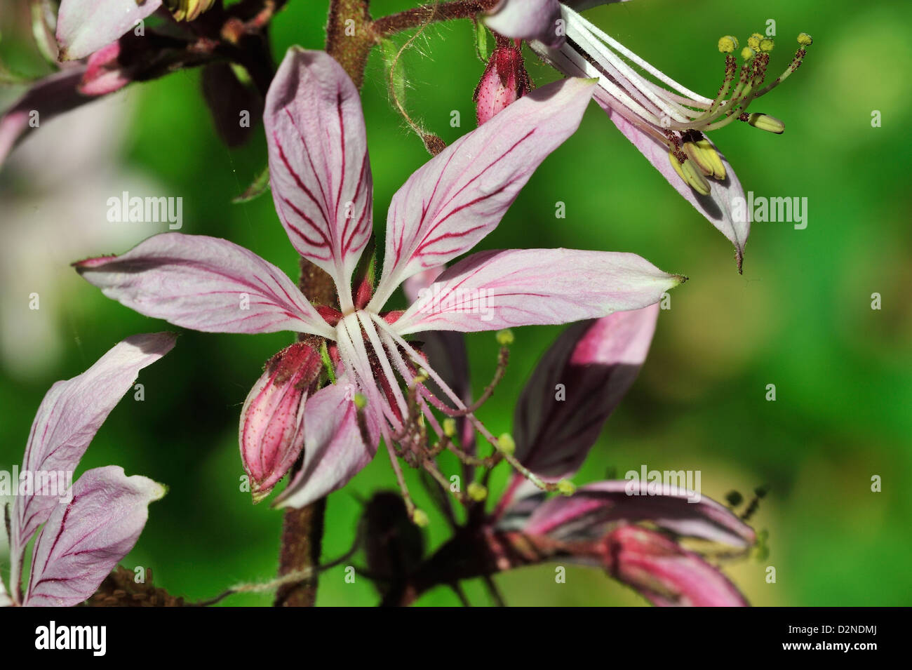 Diptam (Dictamnus albus) Roveto Ardente • Ries, Bayern, Deutschland Foto Stock