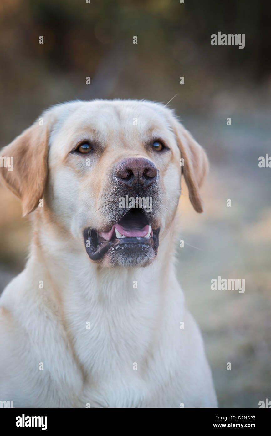 Il Labrador Gundog ,giallo/Golden,su un gelido mattino. Colpo di Testa alla sommità delle gambe. Pedigree cane di allevamento eccellente Foto Stock