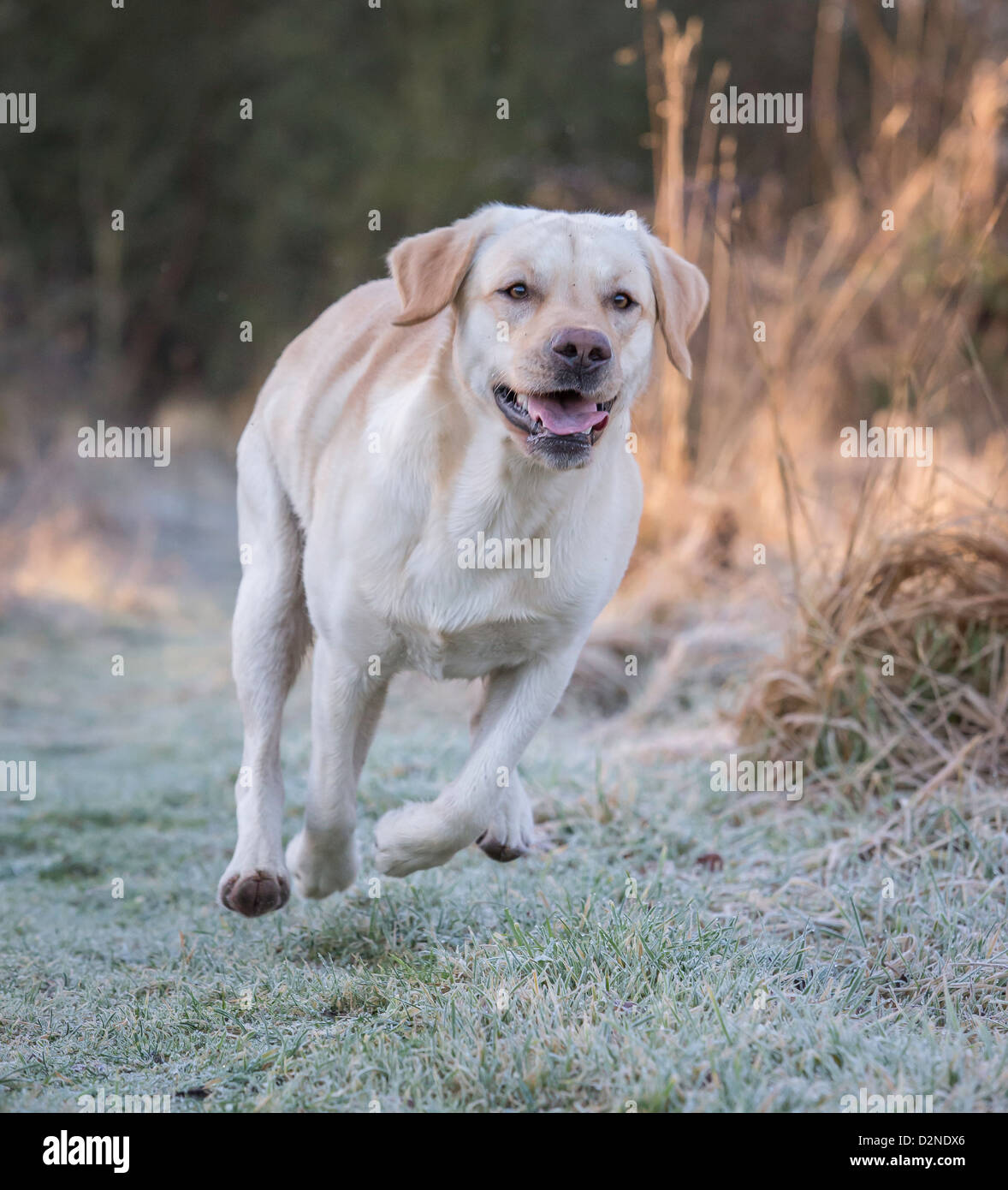 Il Labrador cane,pedigree,giallo/dorato di colore acceso attraverso boschi su un pupazzo di neve la mattina in Scozia Foto Stock