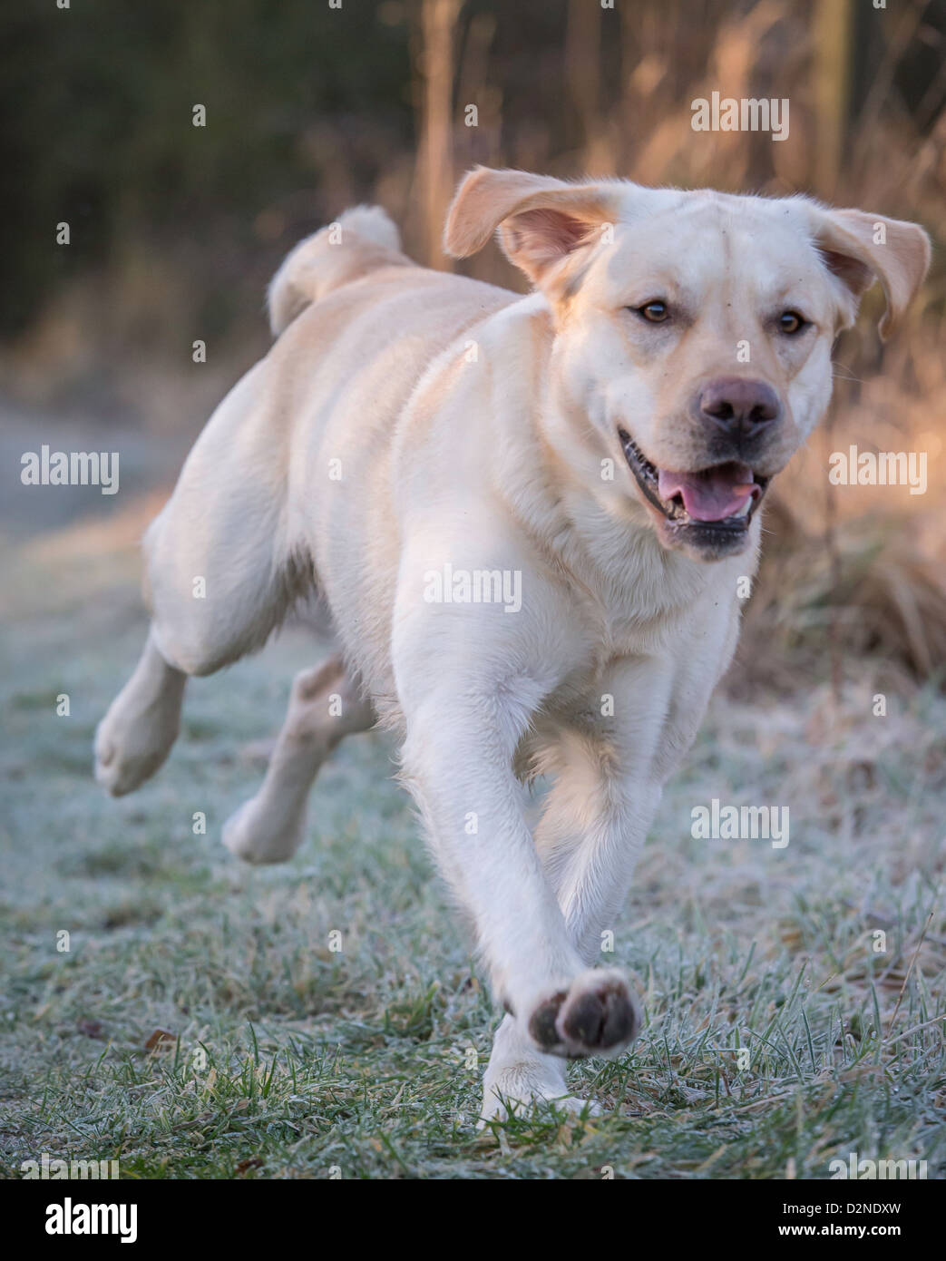 Il Labrador cane,pedigree,giallo/dorato di colore acceso attraverso boschi su un pupazzo di neve la mattina in Scozia Foto Stock