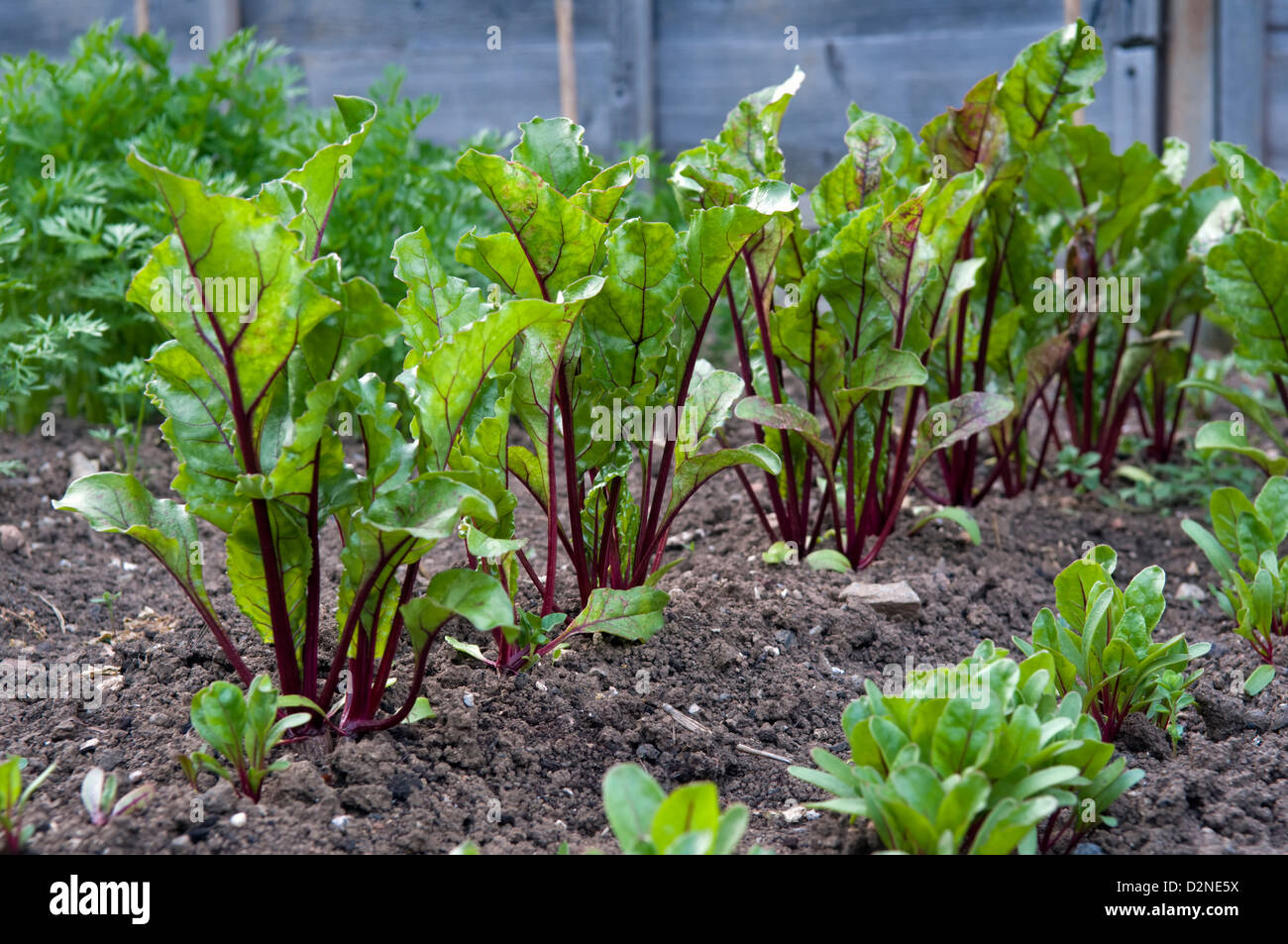 Piante di barbabietola, varietà Boltardy, crescendo in giardino Foto Stock