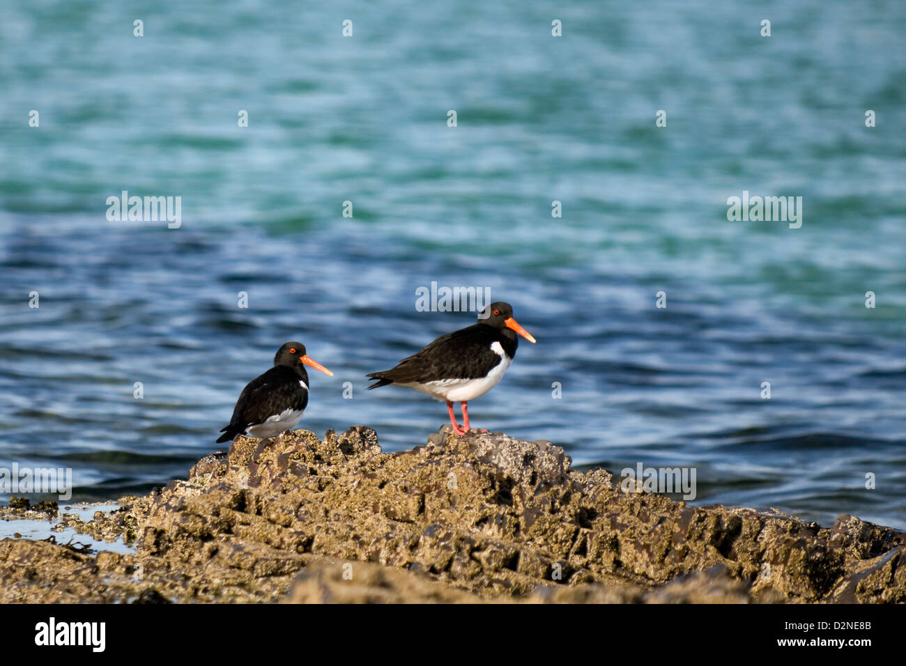 Coppia di Oystercatchers sulle rocce in mare presso il litorale su Balnakeil bay nei pressi di Faraid head, Sutherland, a nord della Scozia Foto Stock
