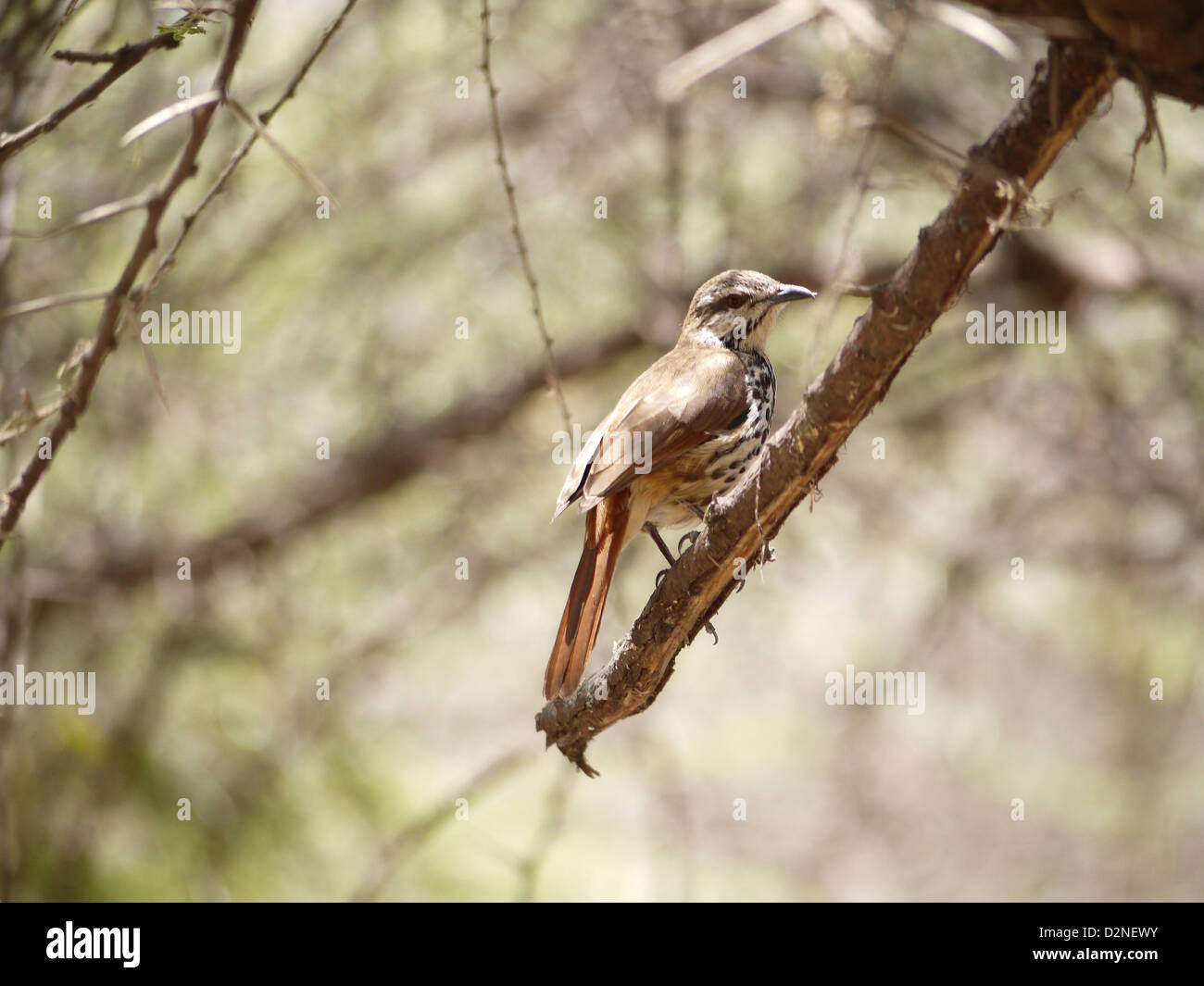 Africa Parco Nazionale di Tarangire e Tanzania bird branch natura fauna animale artigli marrone tree battenti spotted safari in Africa orientale Foto Stock
