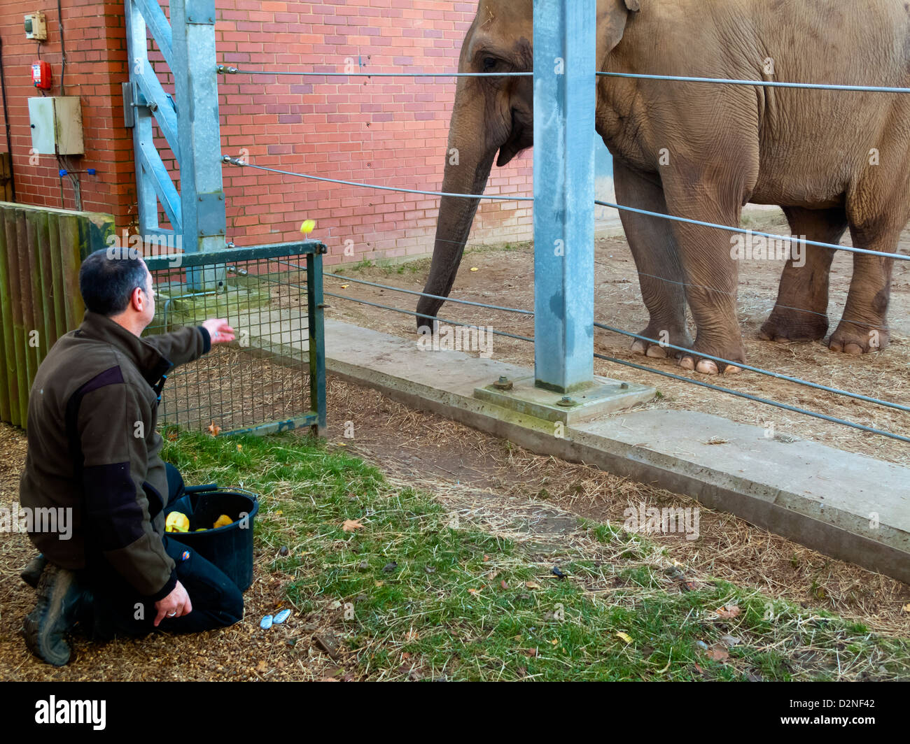 O asiatico Elefante asiatico Elephas maximus in cattività essendo alimentato da keeper presso lo Zoo Twycross LEICESTERSHIRE REGNO UNITO Inghilterra Foto Stock