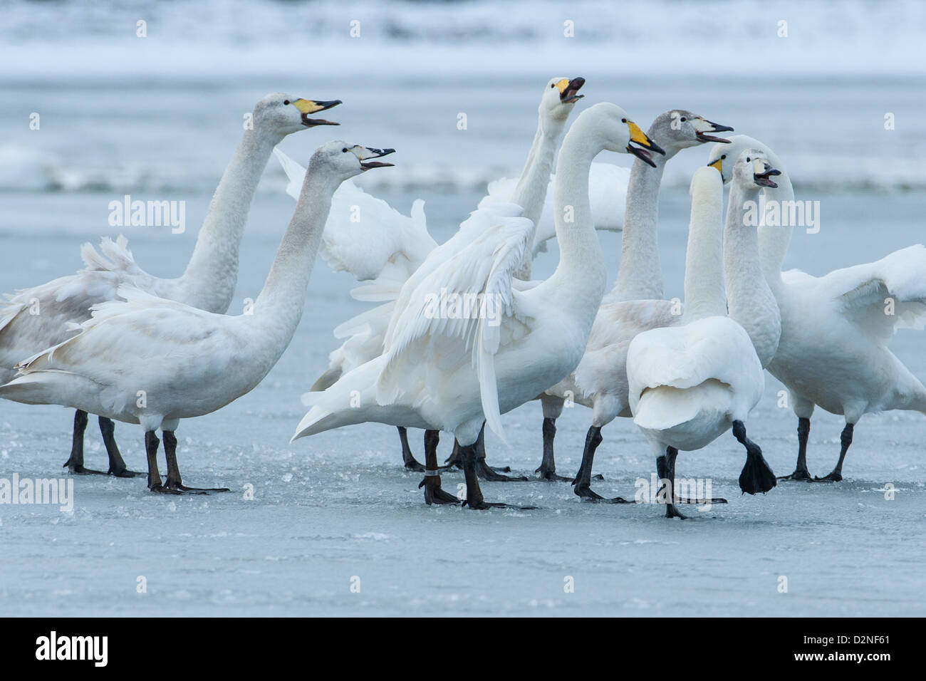 Gruppo di cigni Whooper (Cygnus cygnus) Visualizzazione su ghiaccio, Welney, Norfolk Foto Stock