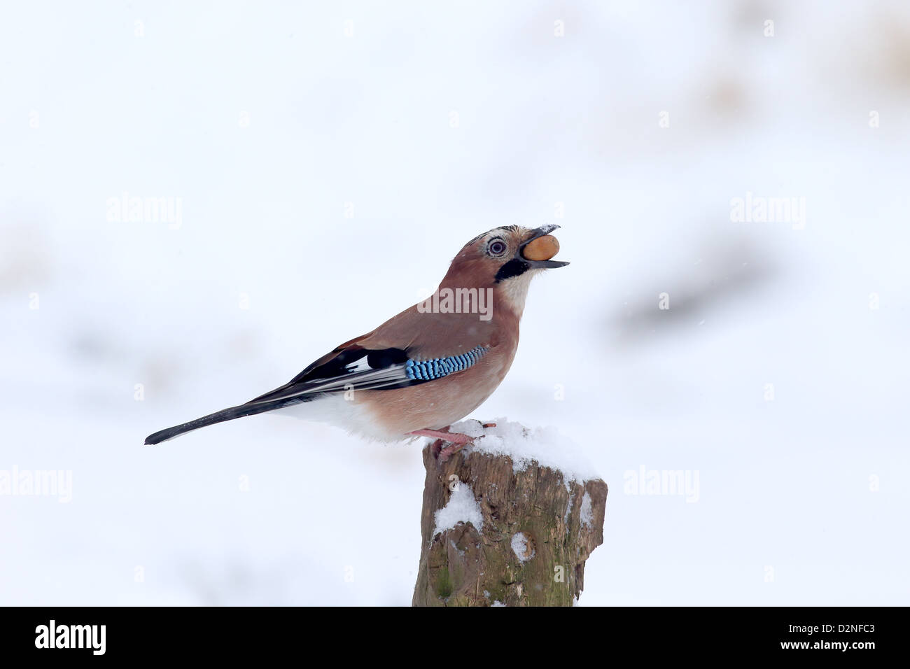 Jay Garrulus glandarius, singolo uccello sul post con acorn, Warwickshire, Gennaio 2013 Foto Stock