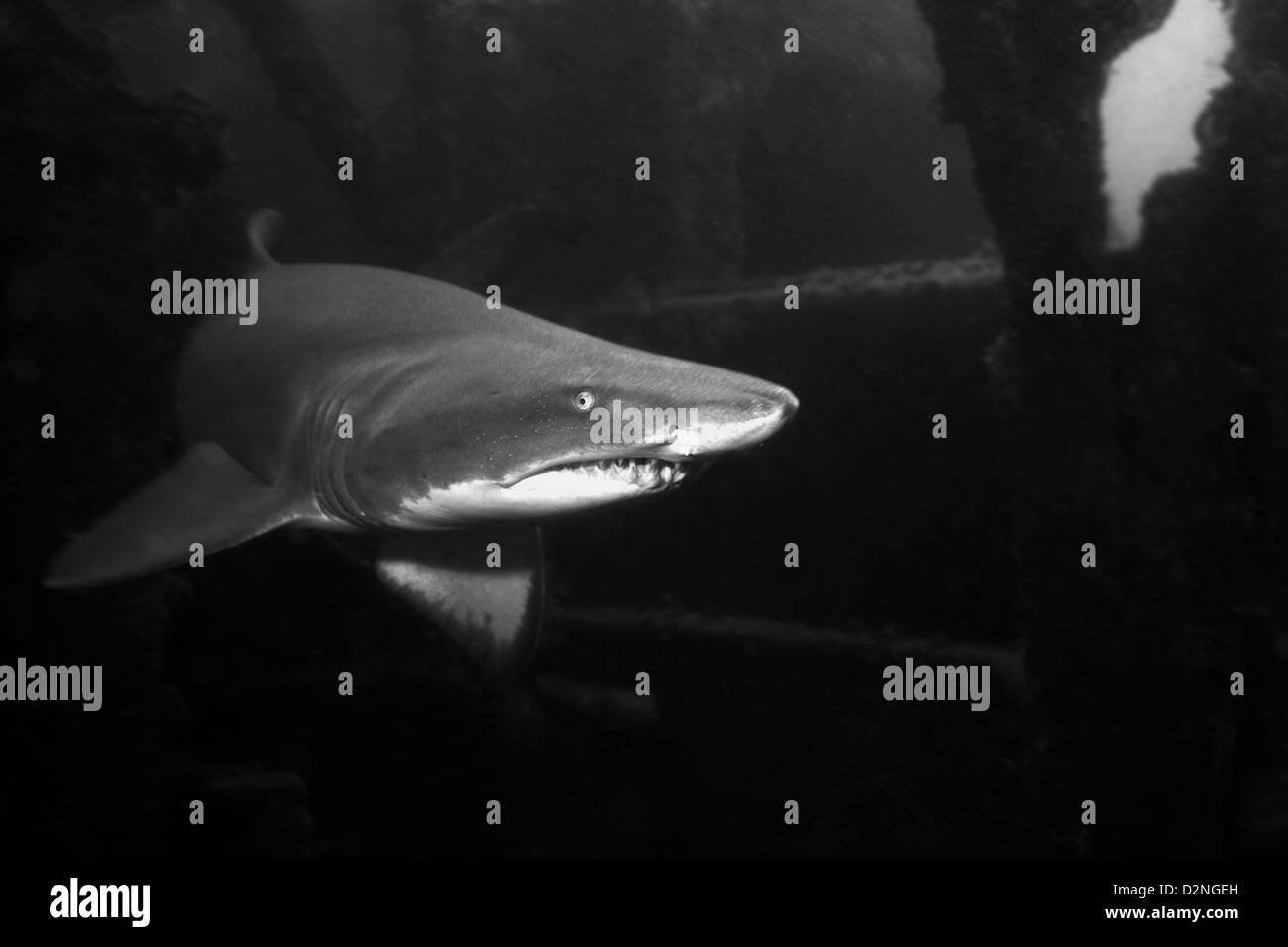 Una sabbia Tiger Shark nuota velocemente all'interno di un naufragio off del North Carolina, USA. In bianco e nero. Foto Stock