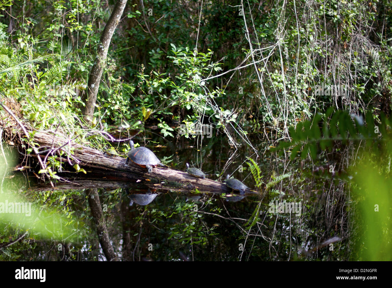 Le tartarughe si crogiolano su un tronco circondato da una vegetazione lussureggiante nelle Everglades, Florida, uno scorcio sereno dell'ecosistema paludoso unico Foto Stock