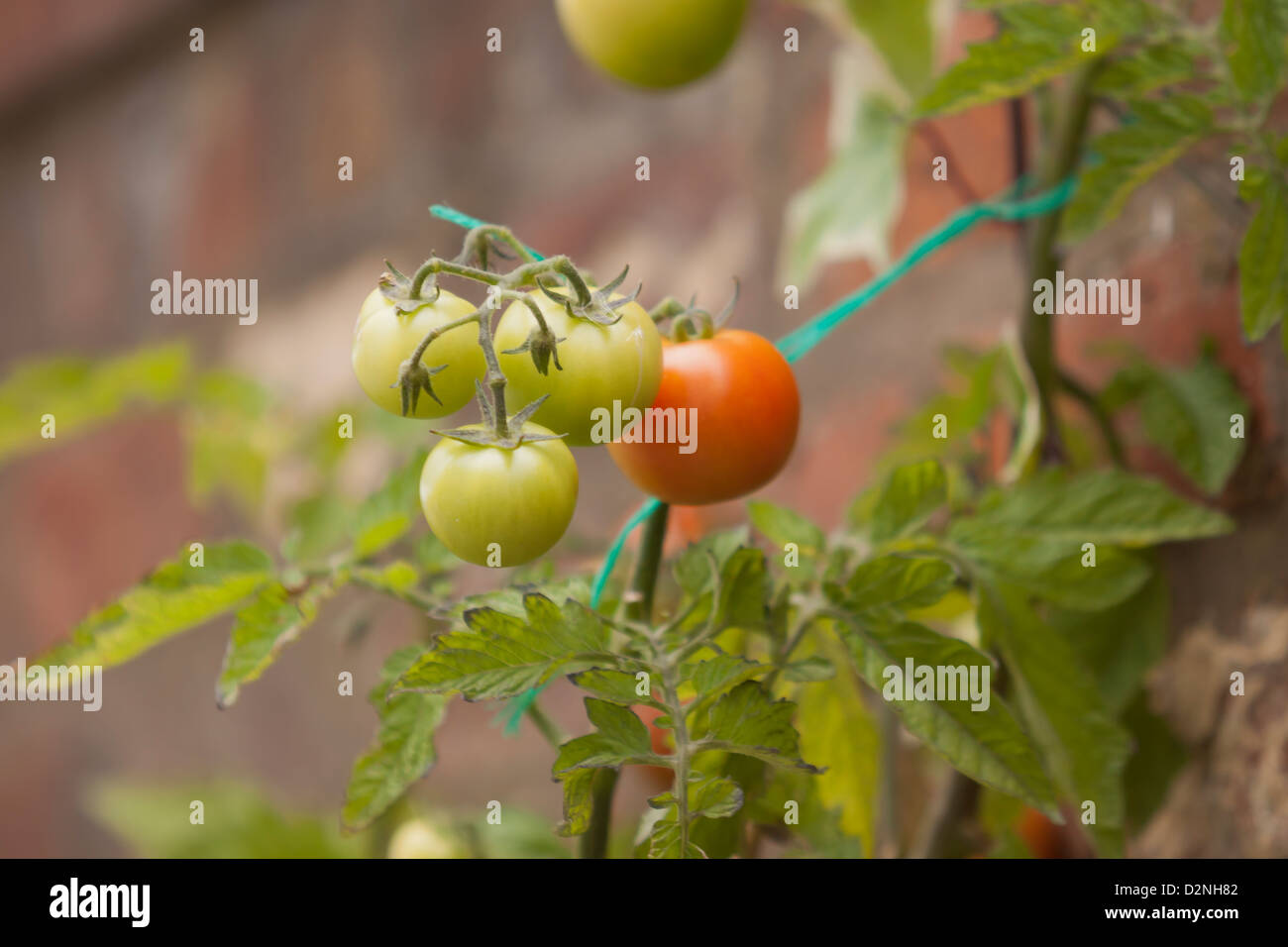 Pomodori in vigna Foto Stock