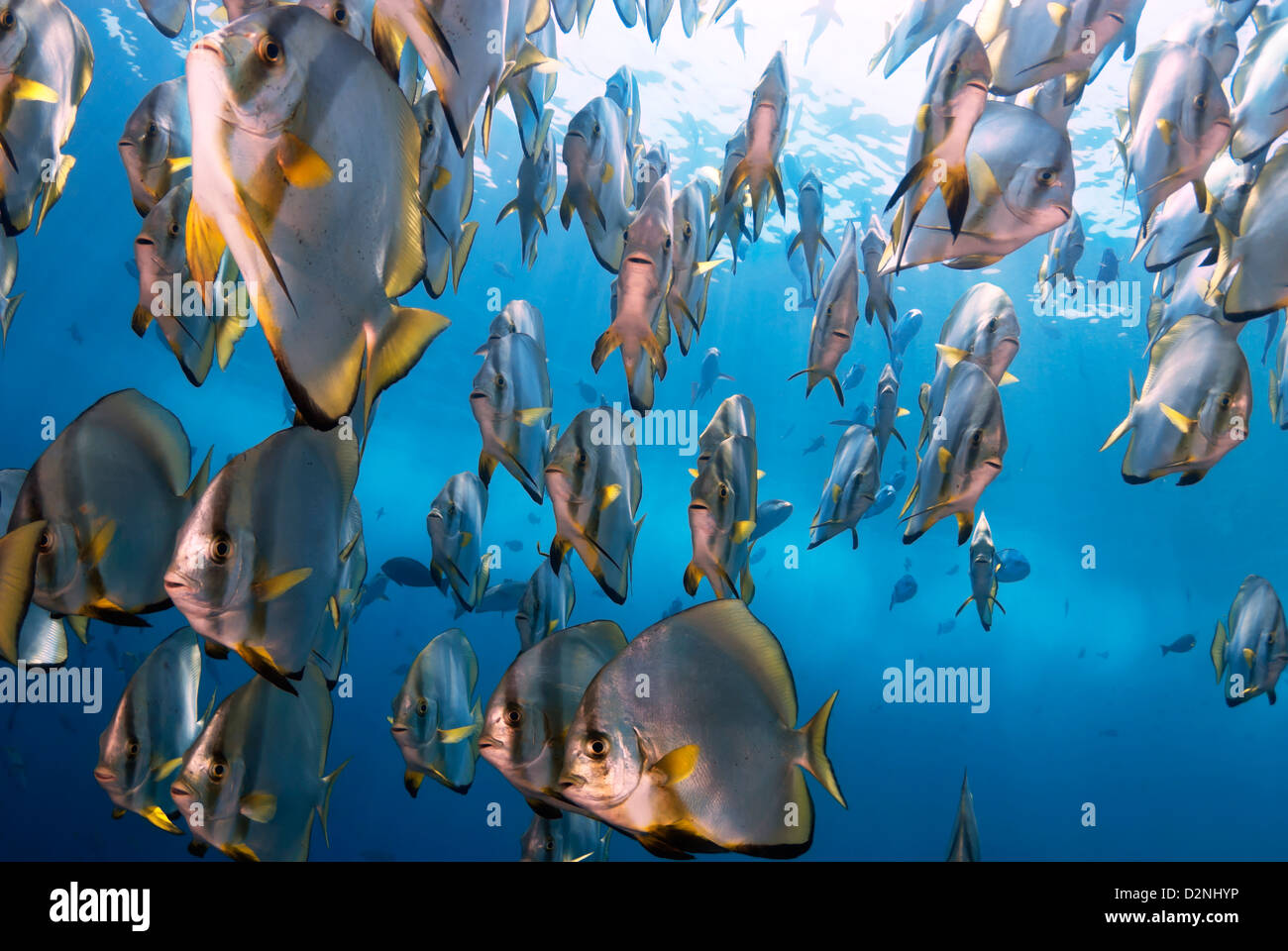 Scuola di Batfish Ephippidae Sipadan Island, Sabah Borneo, Malaysia Foto Stock