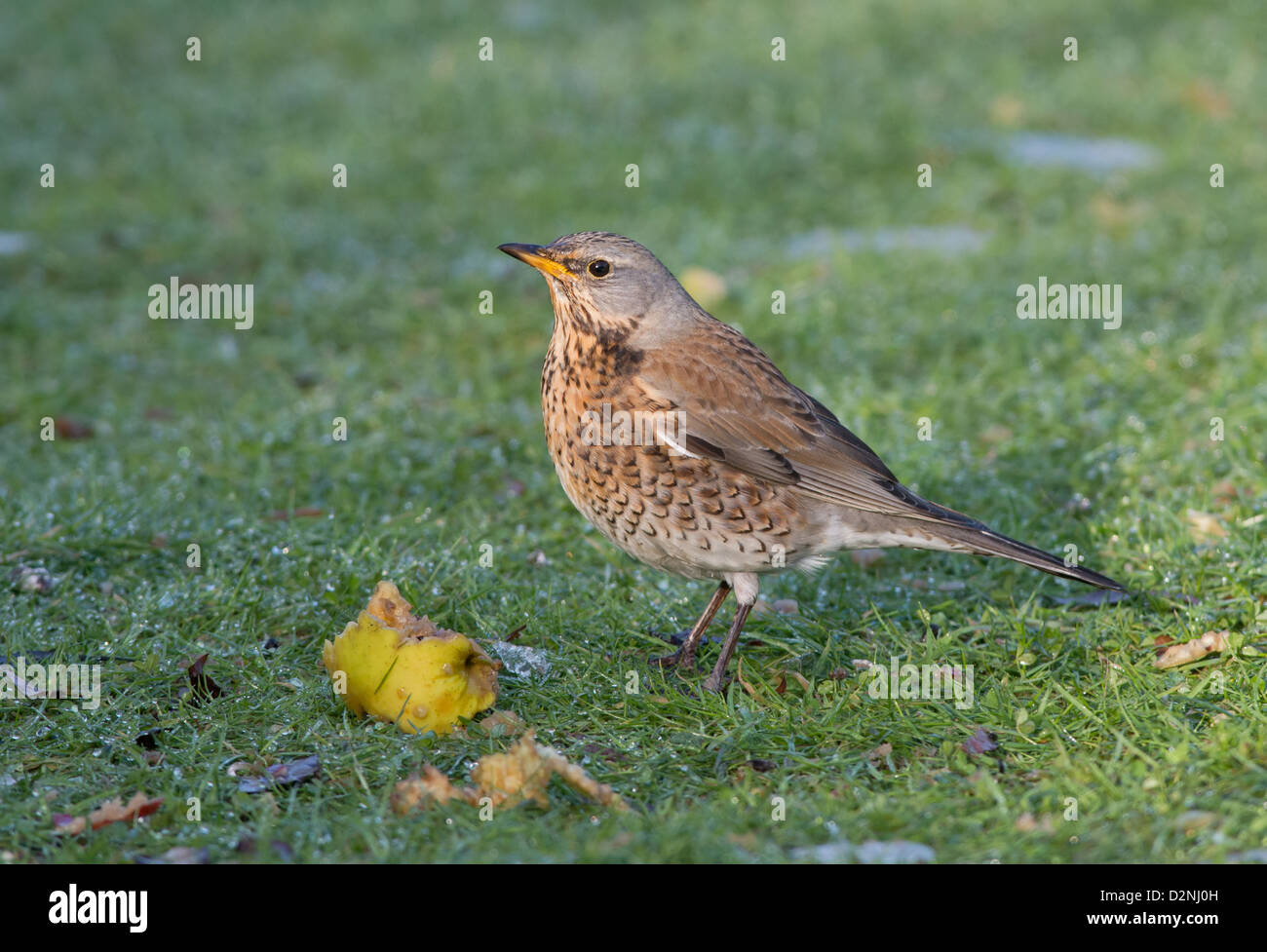 Allodole Cesene Beccacce Turdus pilaris in giardino in caso di gelo con  neve sul terreno Norfolk febbraio Foto stock - Alamy