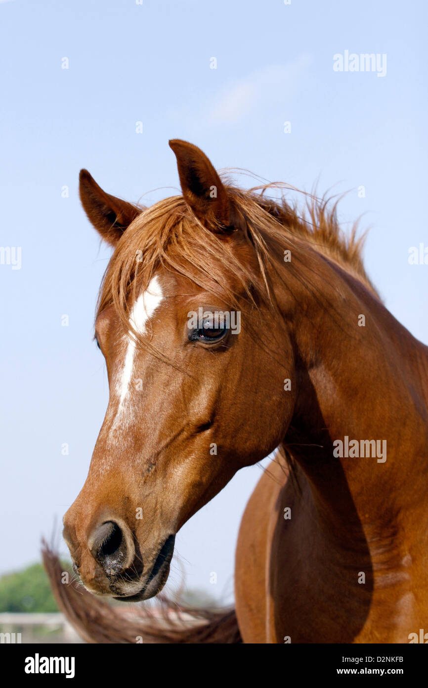 Ritratto di pretty chestnut Morgan x castrazione. Foto Stock