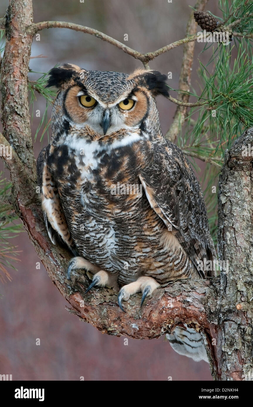 Grande Orned Owl Buzo virginianus arroccato su un arto di Pine Tree Eastern N America, di Skip Moody/Dembinsky Photo Assoc Foto Stock