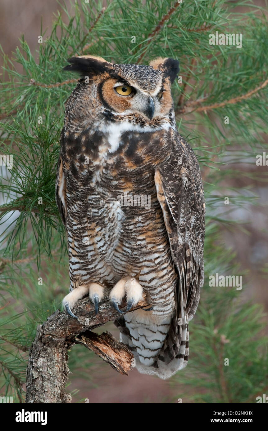 Grande Orned Owl Buzo virginianus arroccato su un arto di Pine Tree Eastern N America, di Skip Moody/Dembinsky Photo Assoc Foto Stock